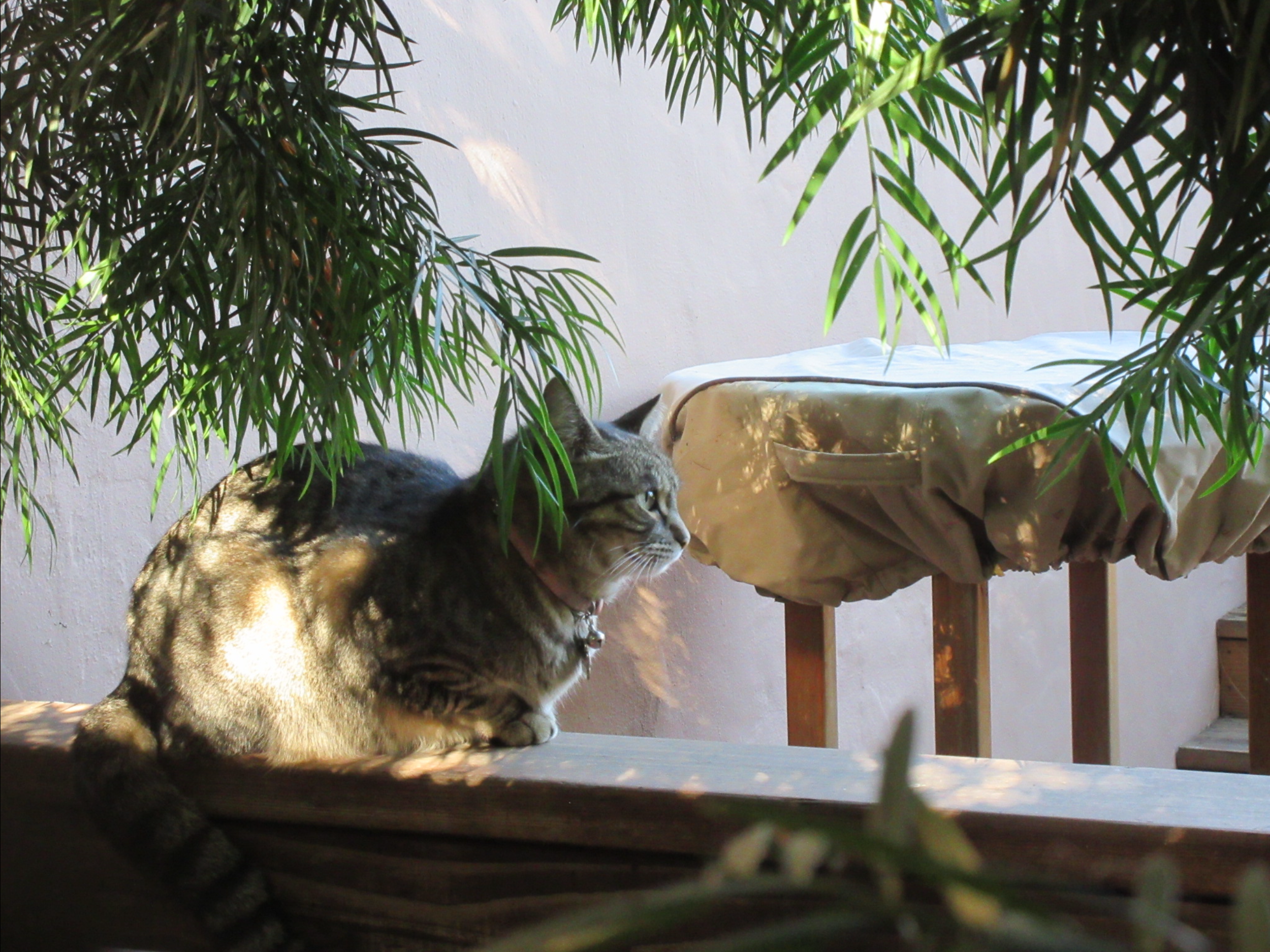 The neighborhood guard