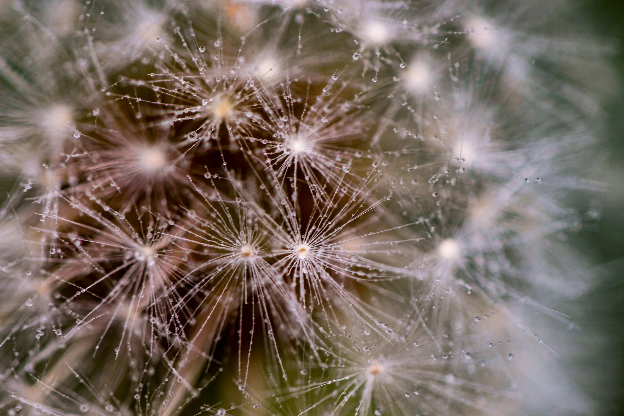 whispers of the wind