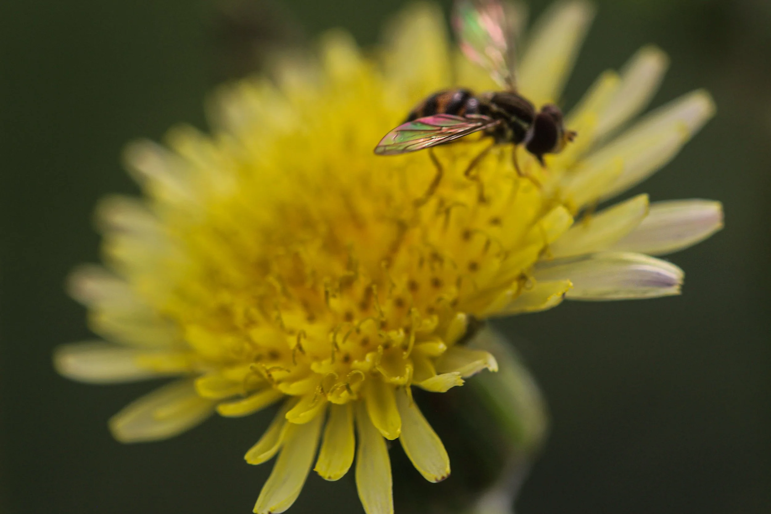 When Wings Meet Petals