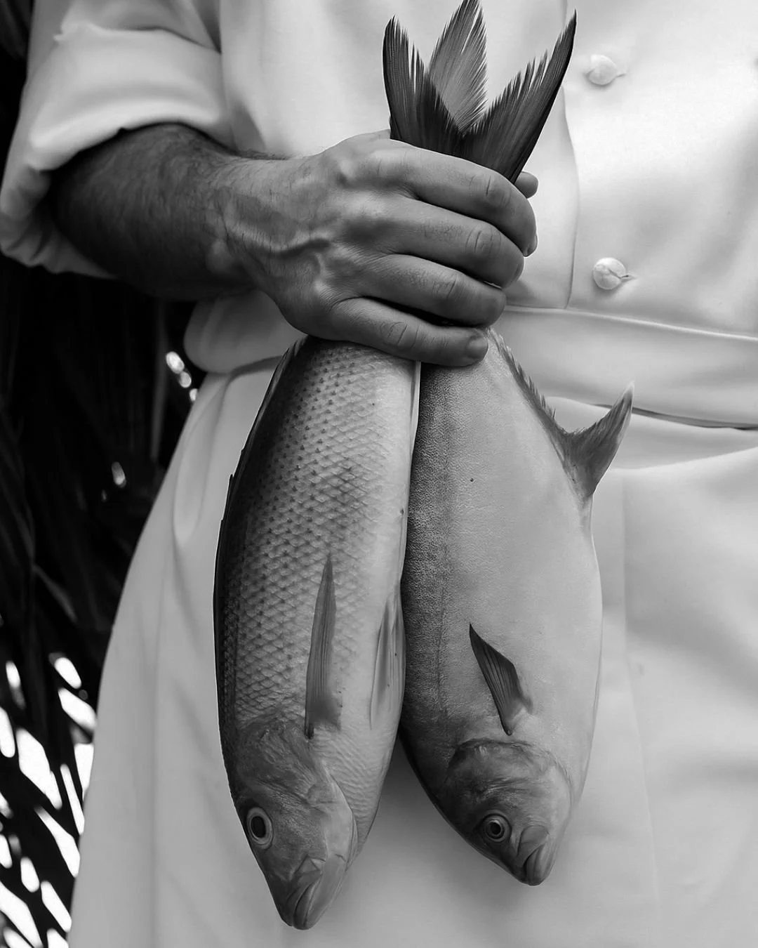 A chef in a white coat holding two fish side by side, hanging vertically.