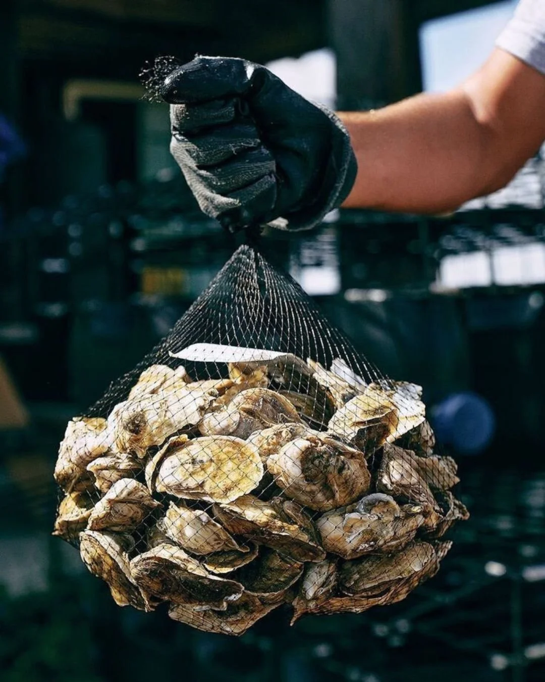 Person wearing a black glove holding a mesh bag filled with freshly harvested oysters.