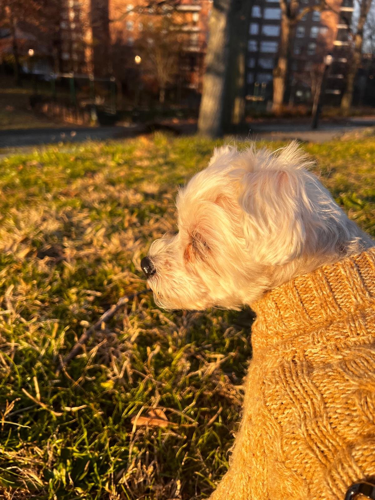 The best dog in the world.