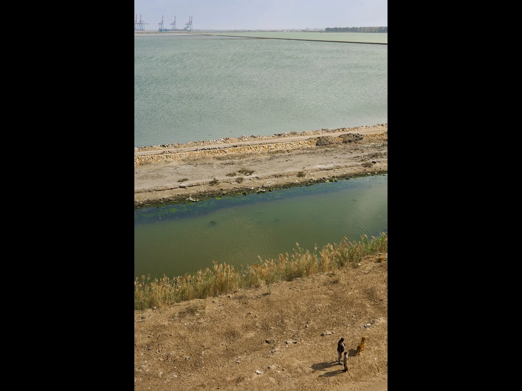 Dog Walk on Suez Canal, Port Said, 2025