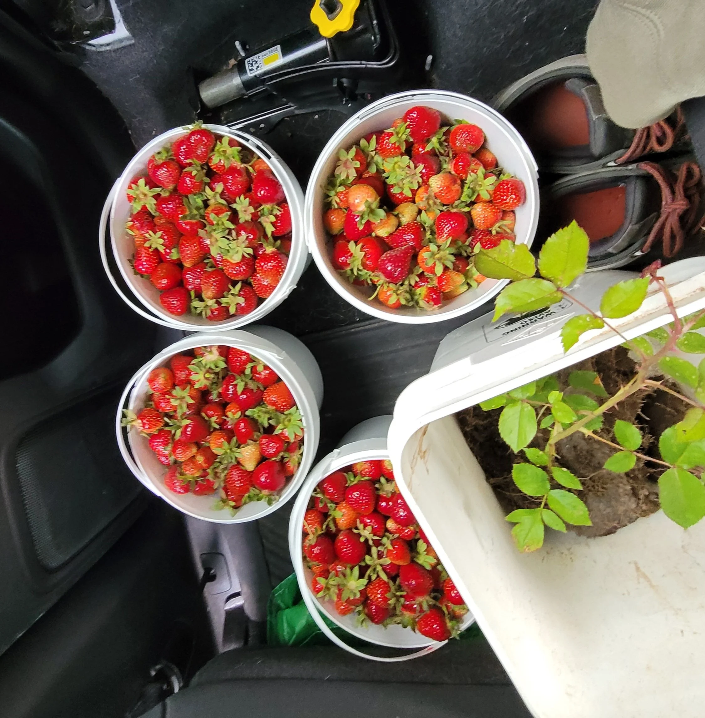 strawberry picking in wisconsin in spring