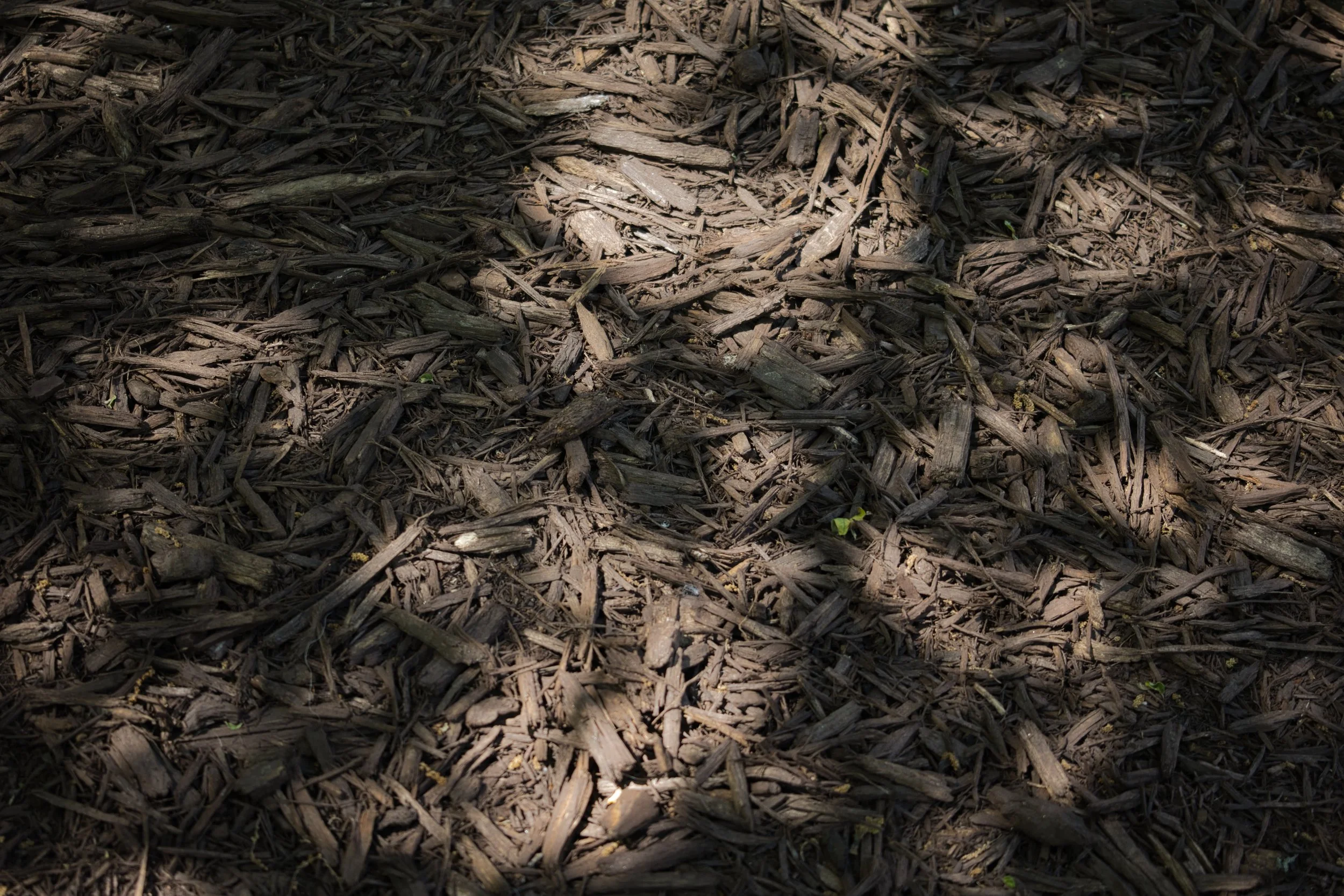 Organic_BarkMulch_Shredded_TreeShadows.jpg