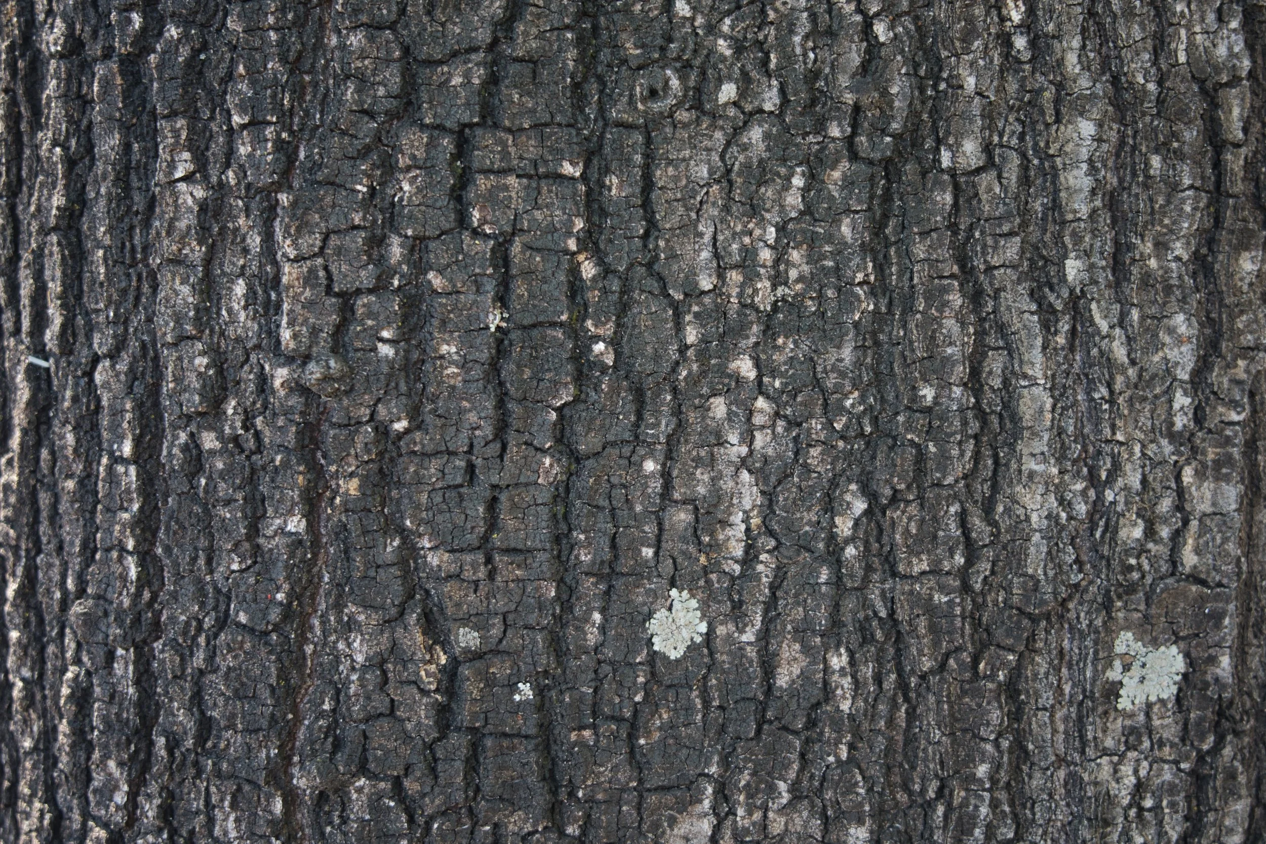 Organic_TreeTrunk.jpg