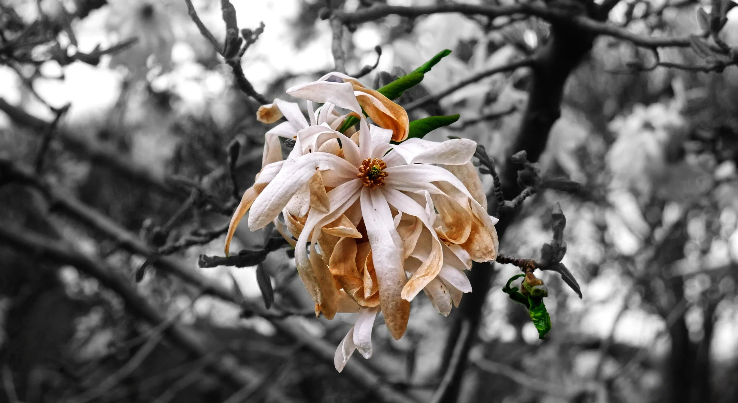 The Mall 2_genErase.jpg