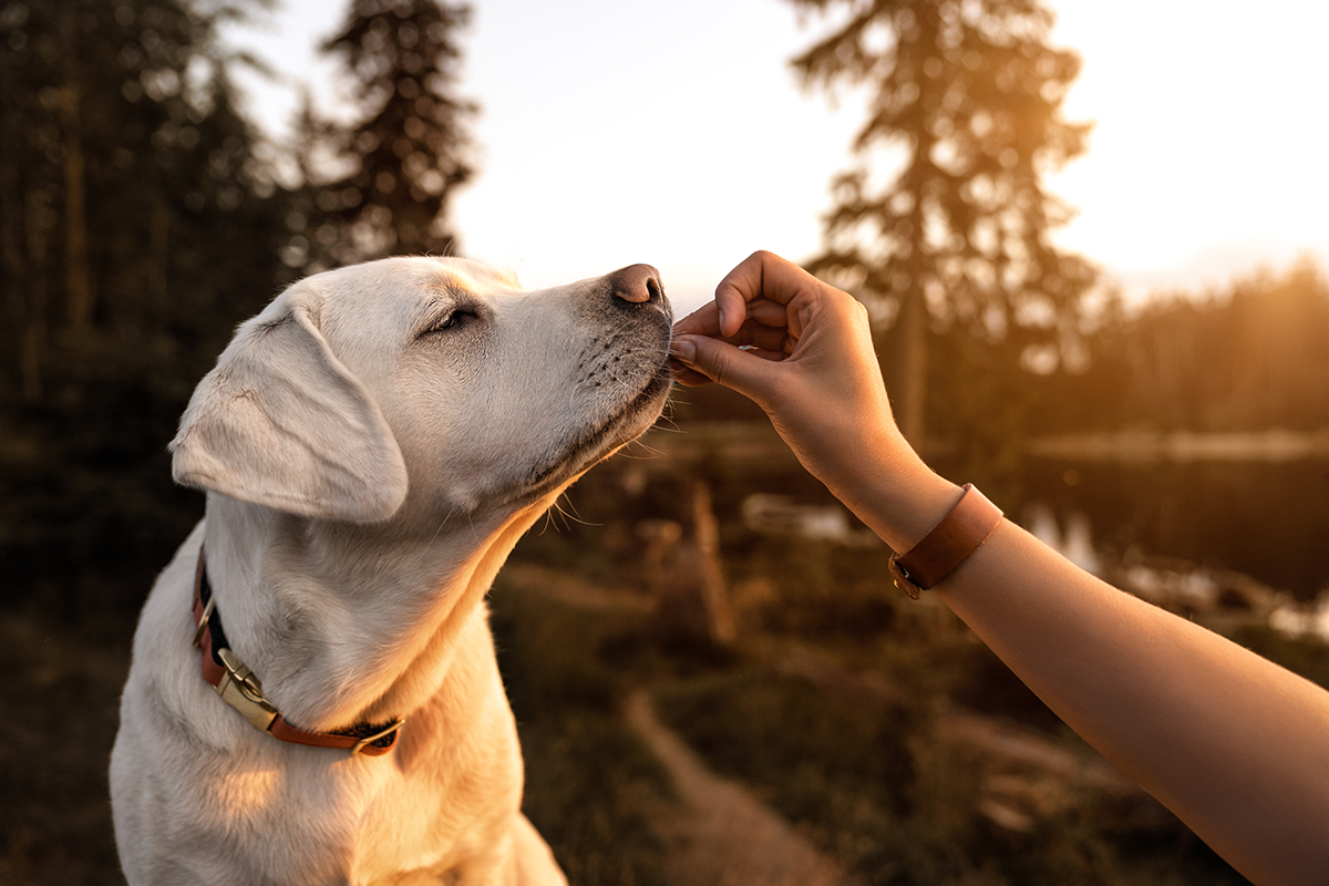 cute dog eating for nacia site.png