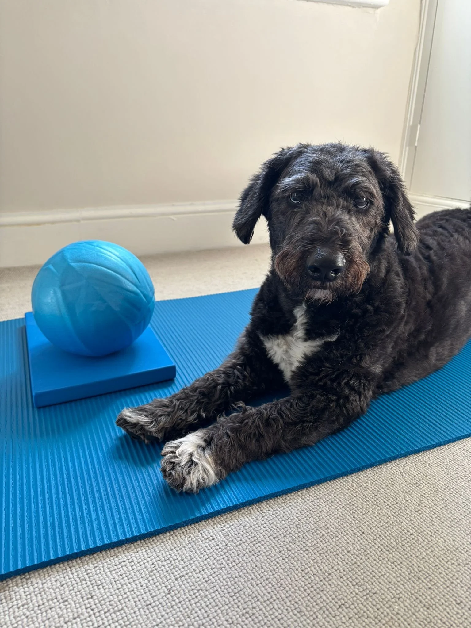 A black and brown puppy with white paws lying on a blue yoga mat next to a blue exercise ball.