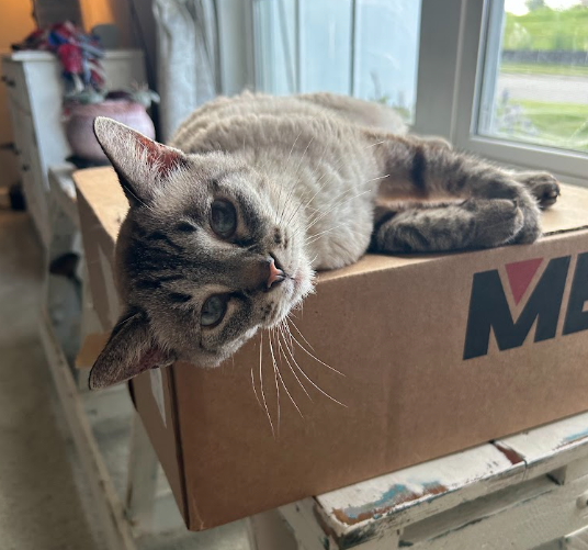 Pawsitively Spoiled