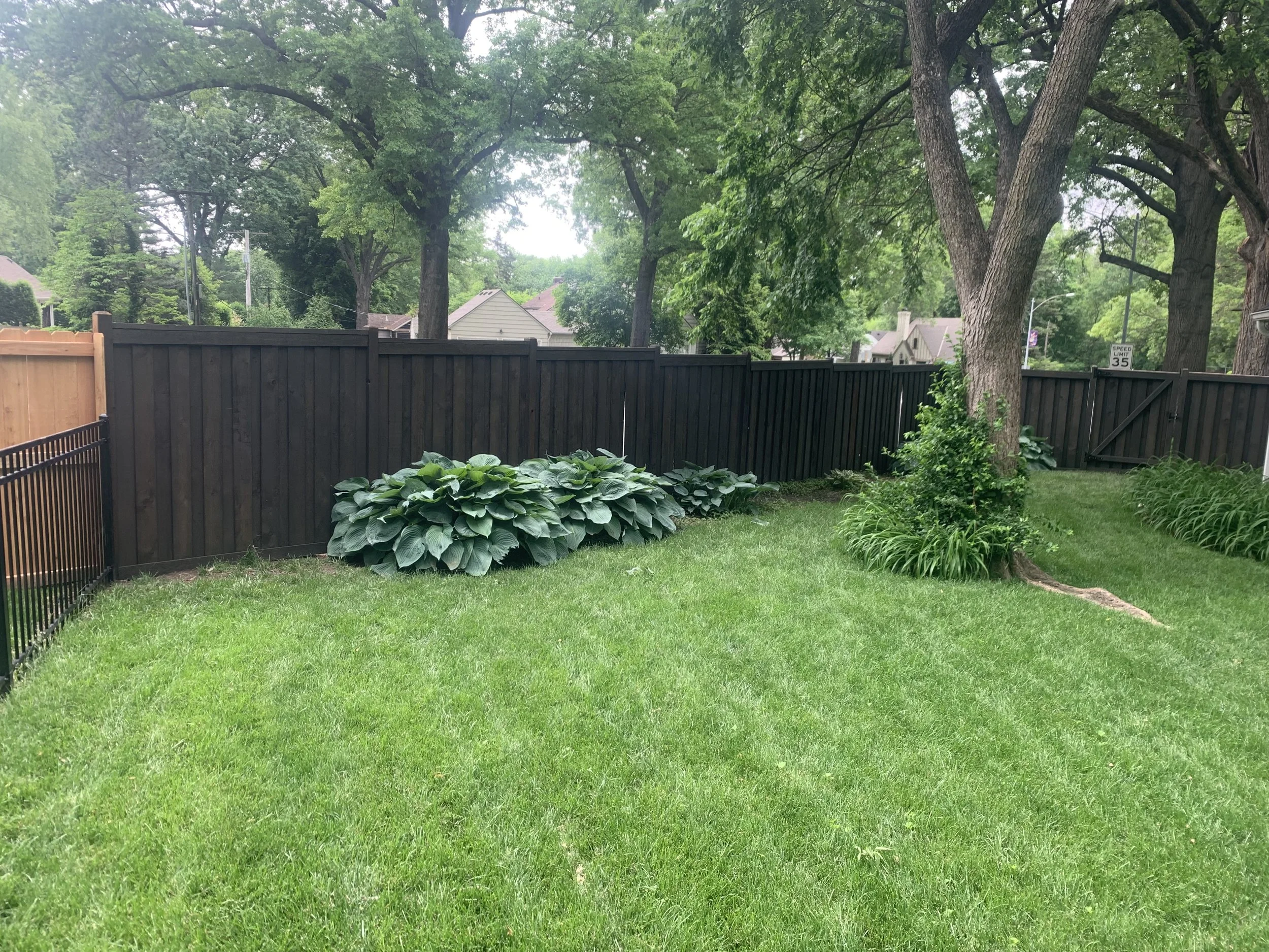 A backyard with green grass, trees, a wooden privacy fence, and plants near the fence and tree.