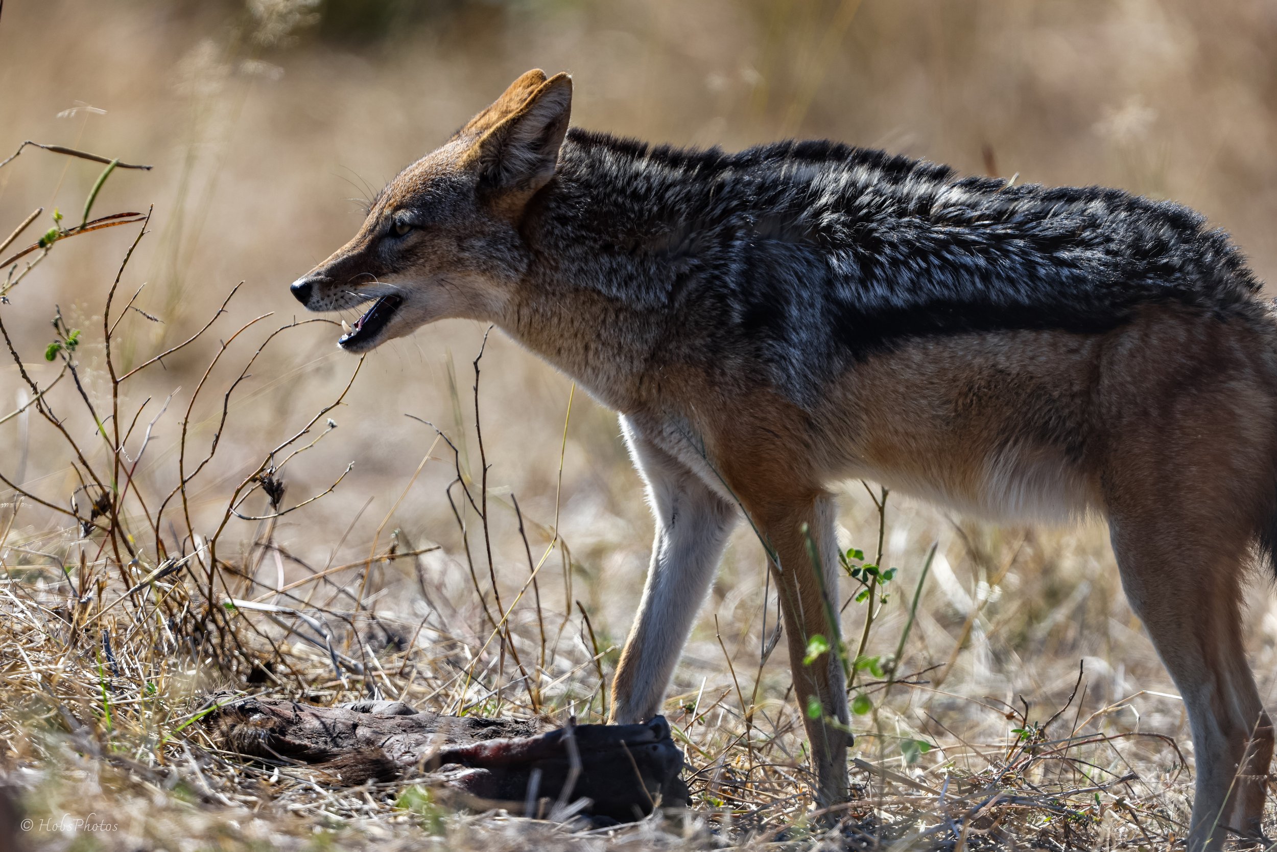 3N0A1009.jpg
