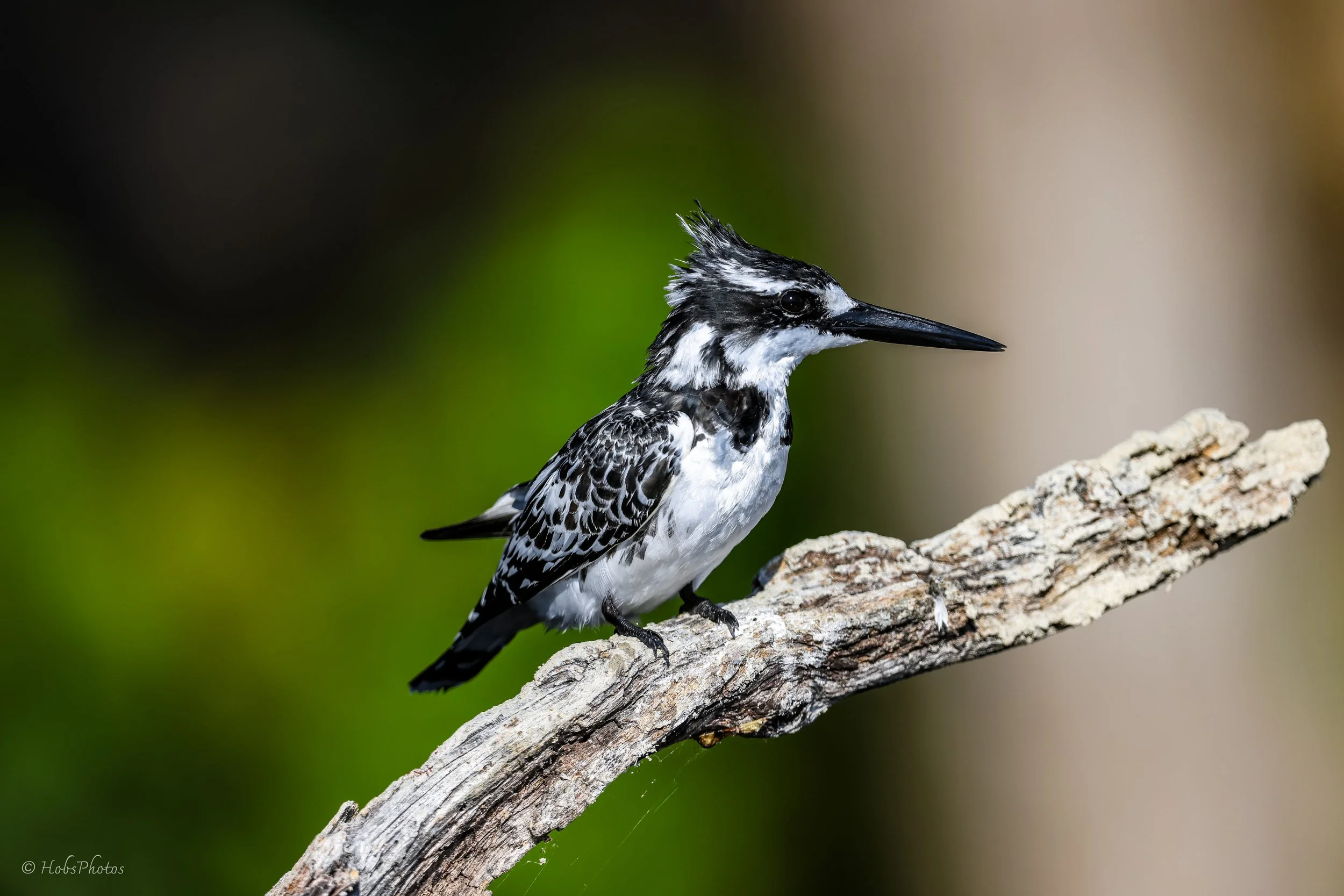 3N0A5954.jpg