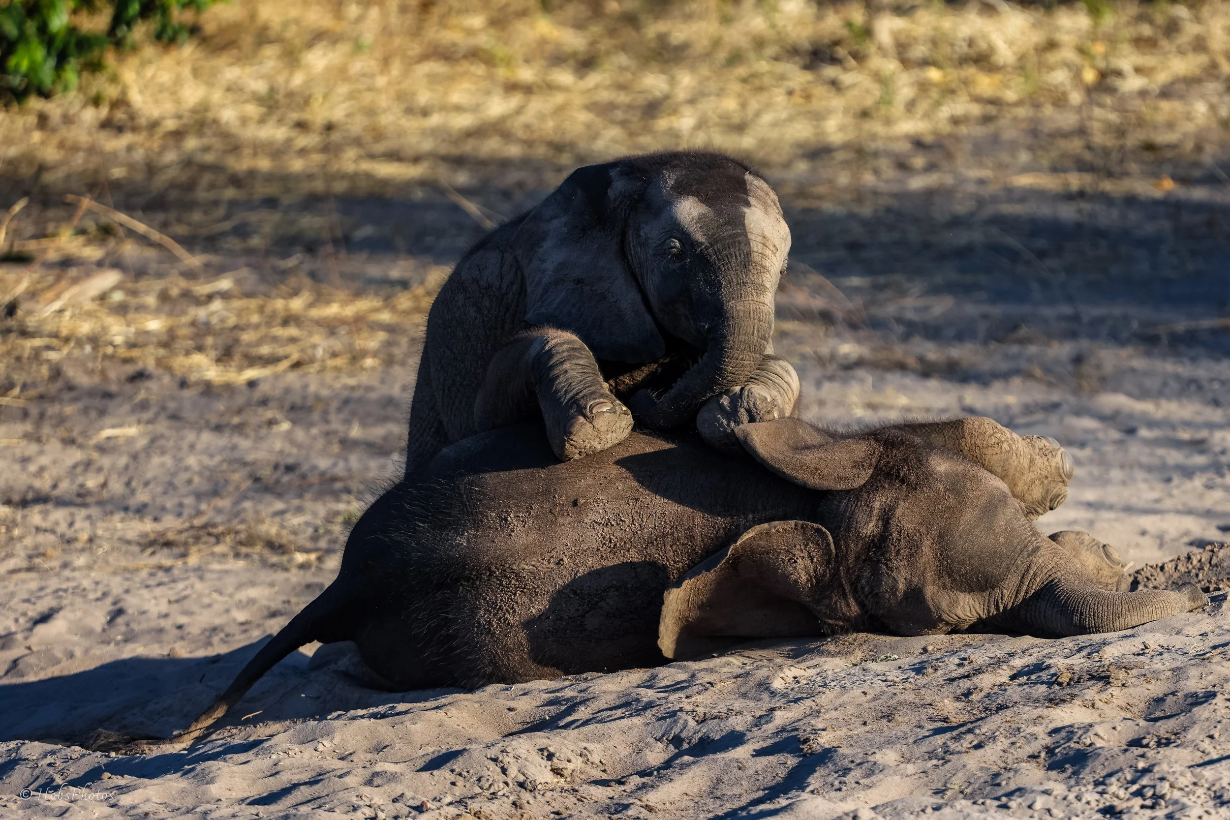 3N0A6806.jpg