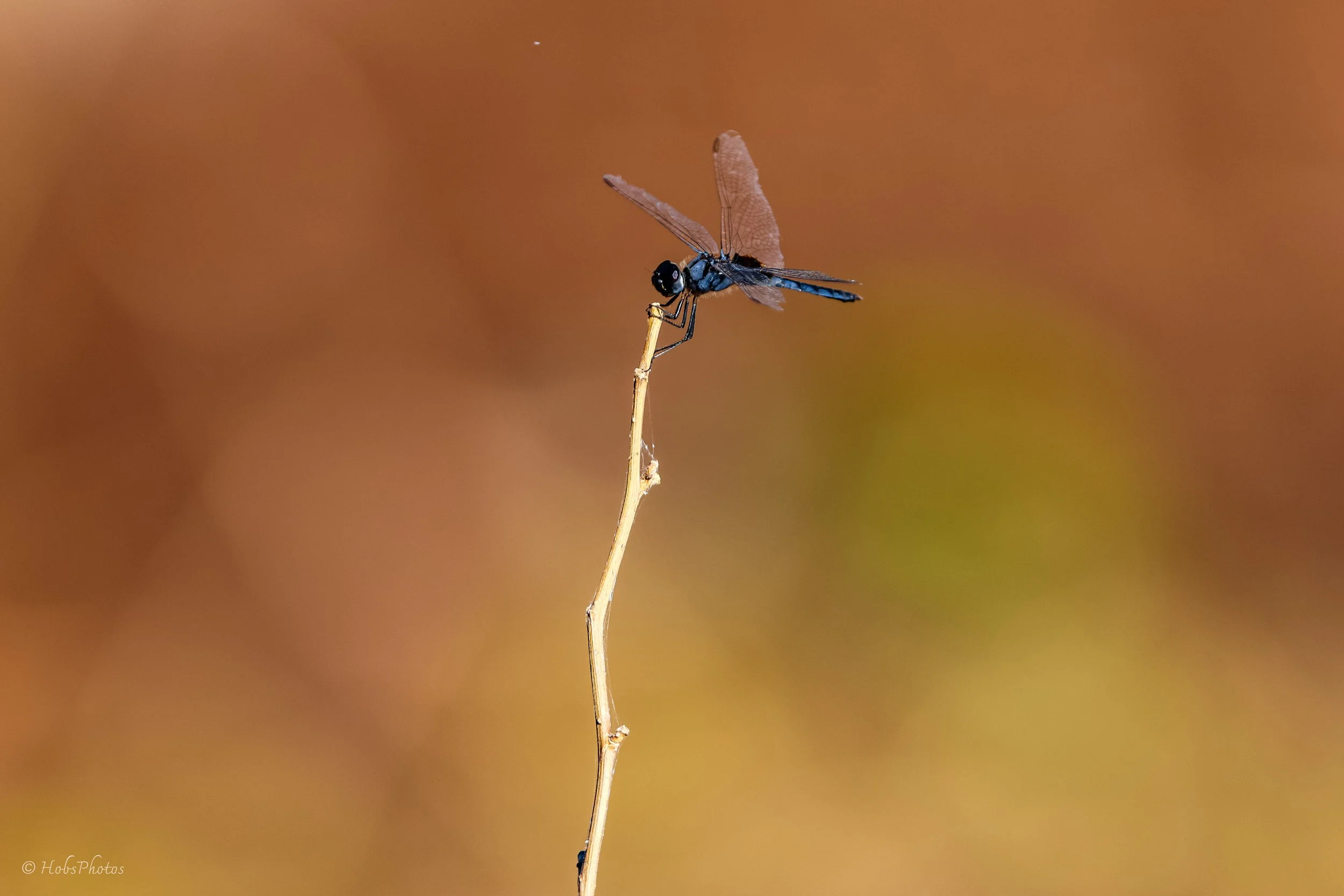 3N0A8774.jpg