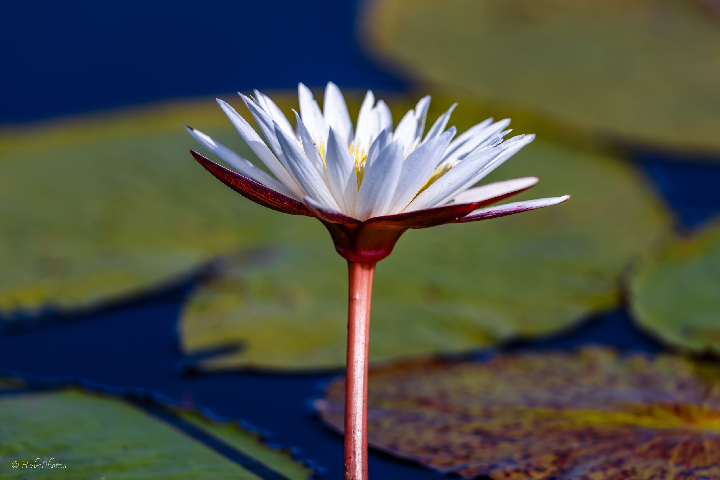 3N0A5547.jpg