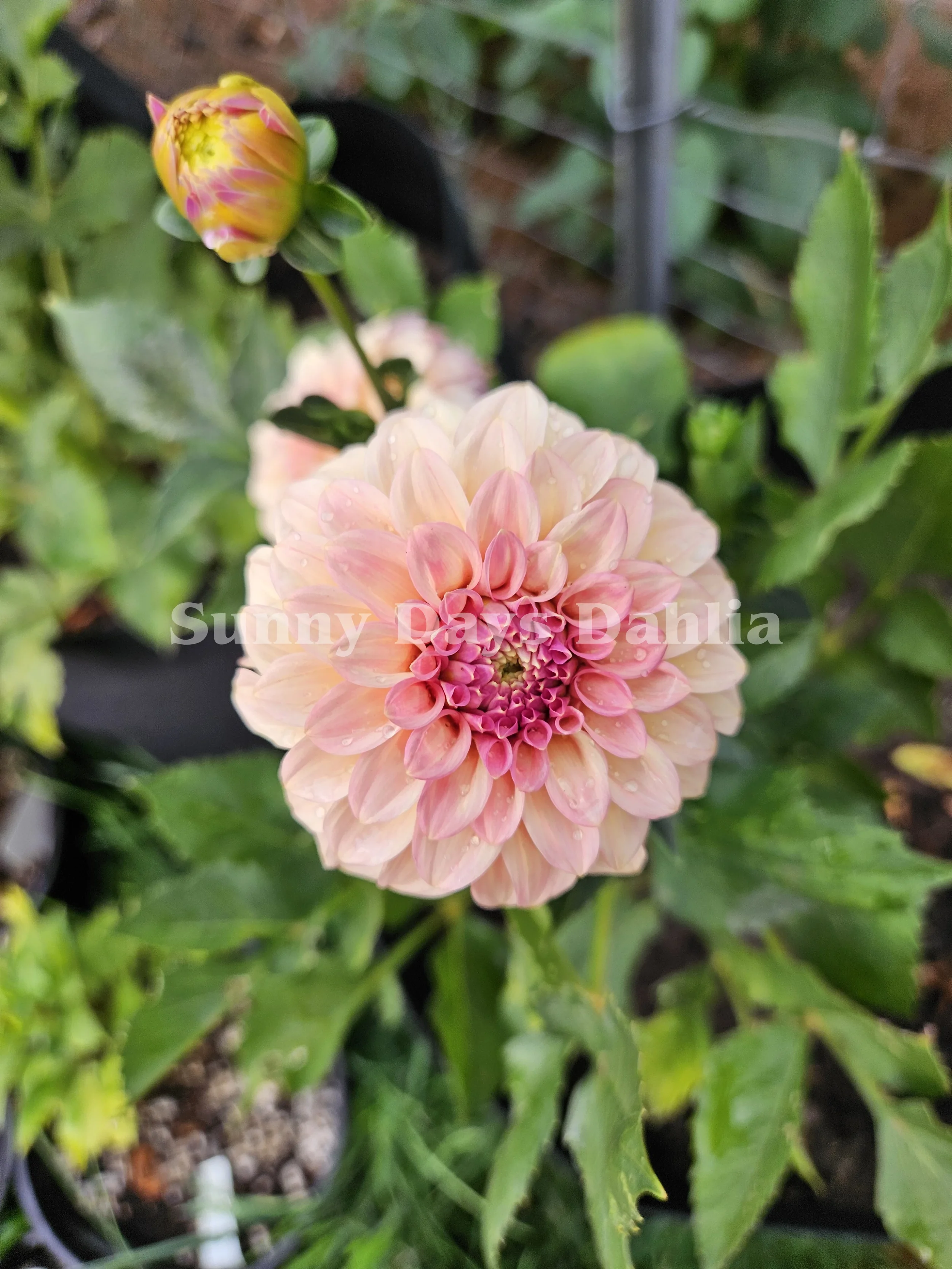 Rock Run Ashley 2 (2).webp