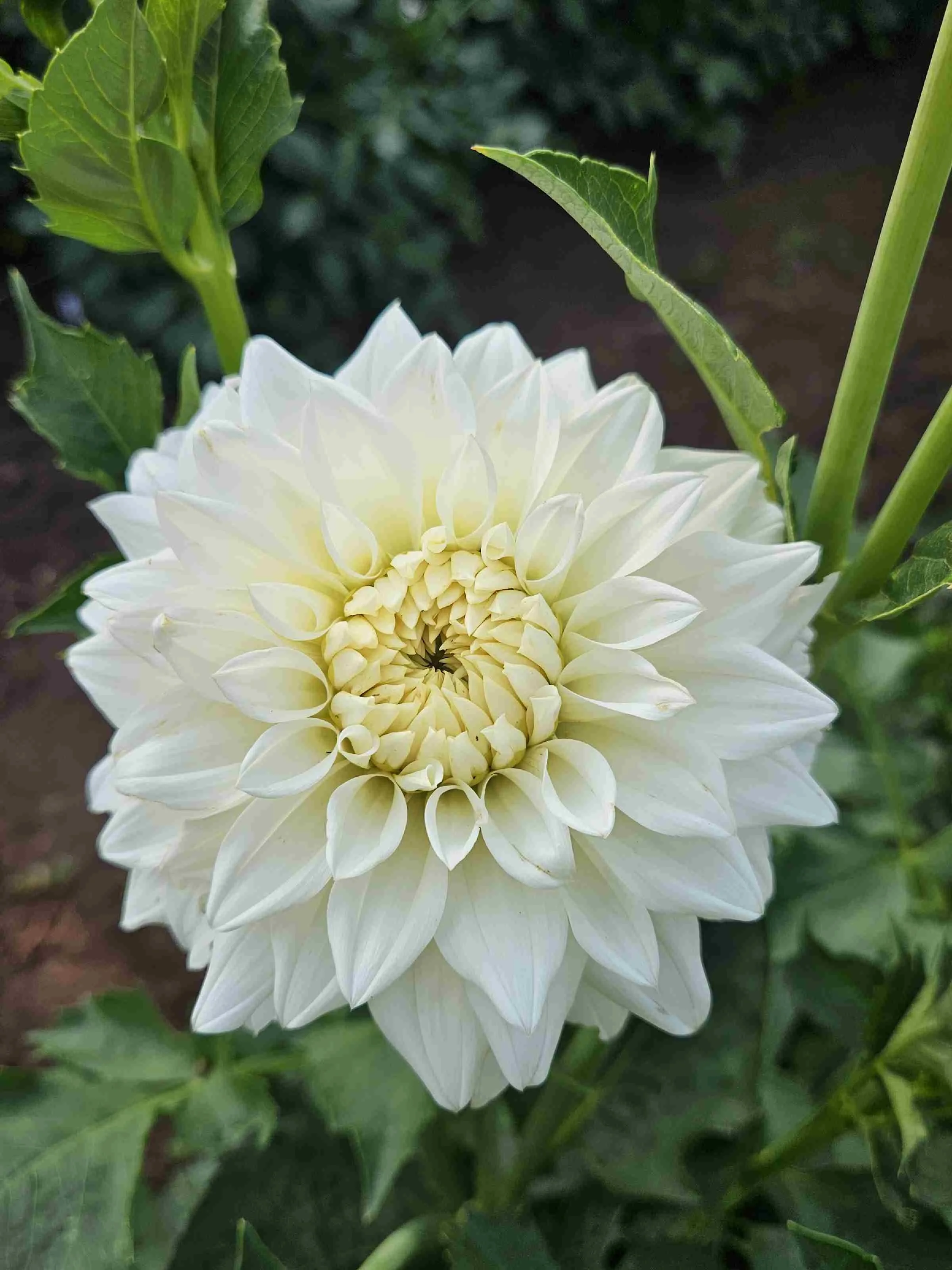 Beaucon White