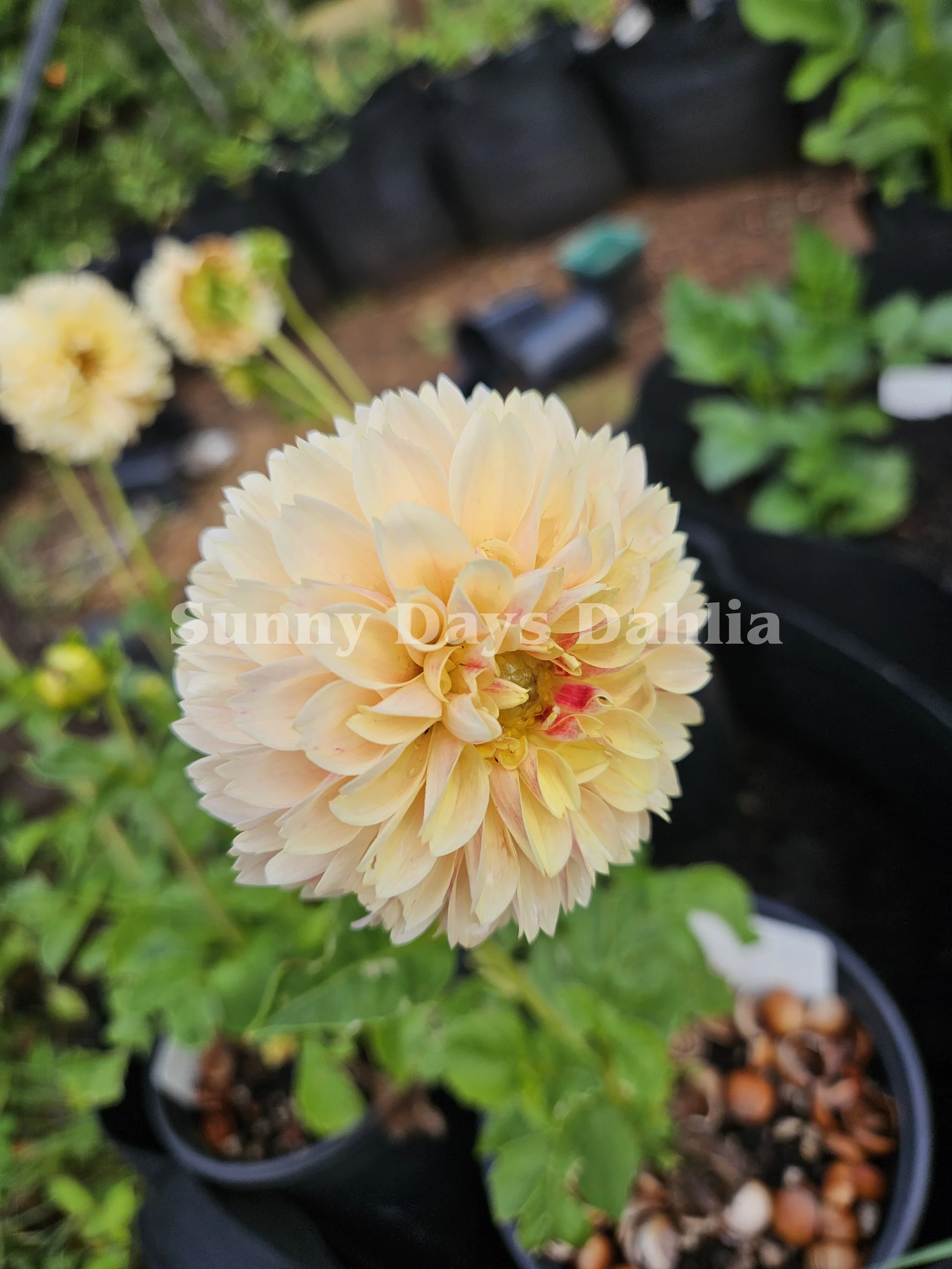 Sweet Suzzanne 4.webp