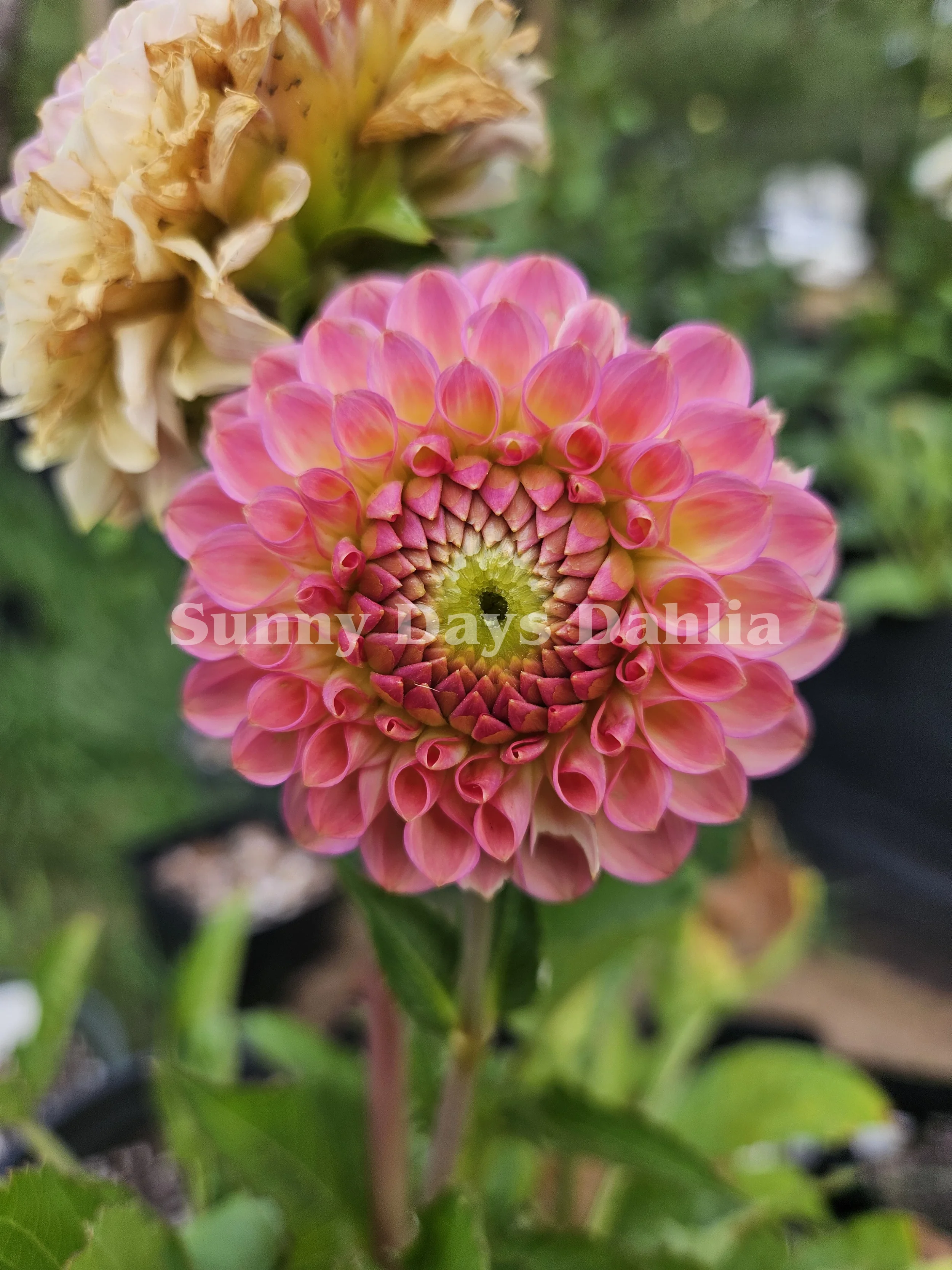 20th Ave Softer Peach