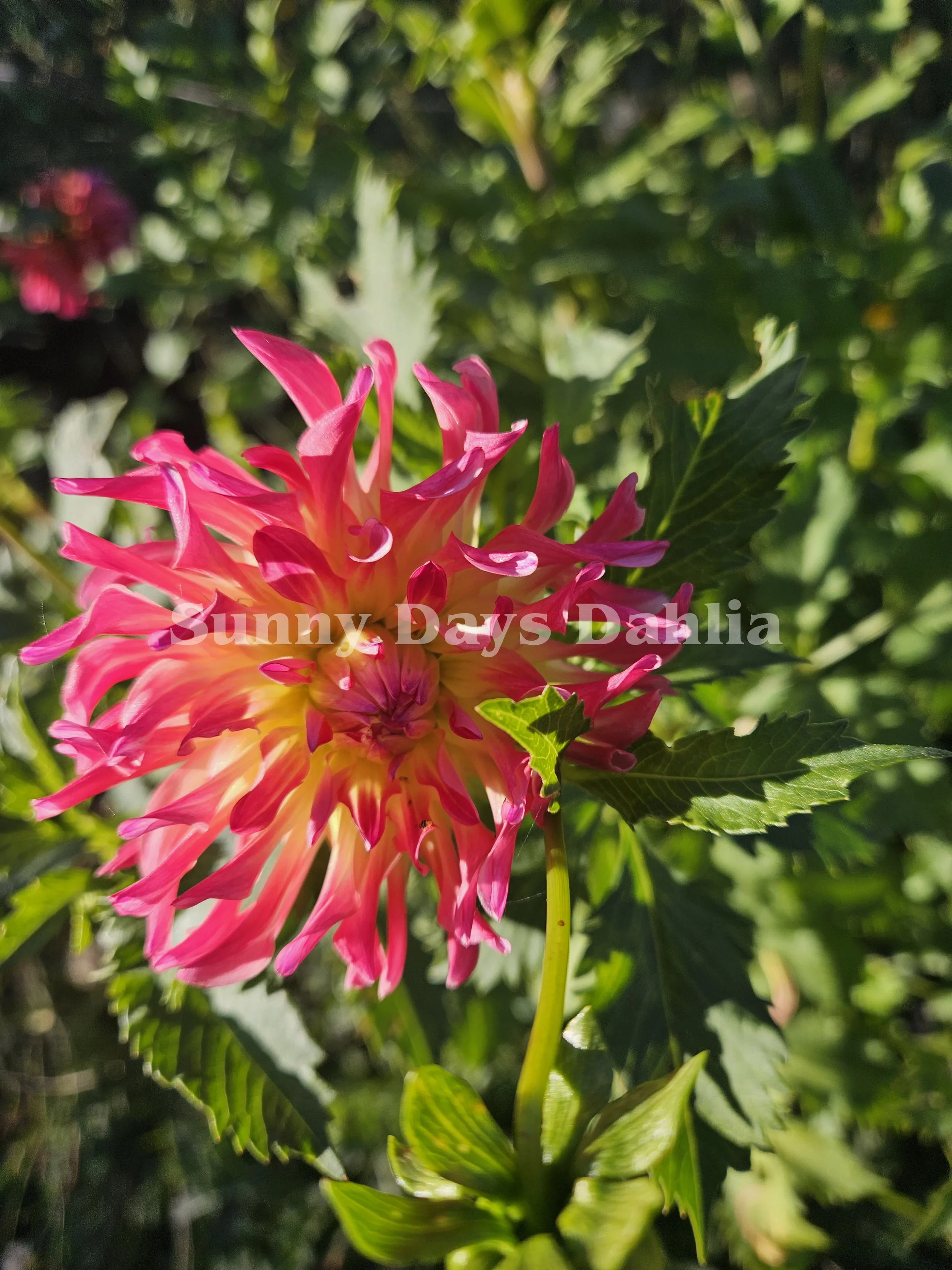 River's Rainbow (3).webp