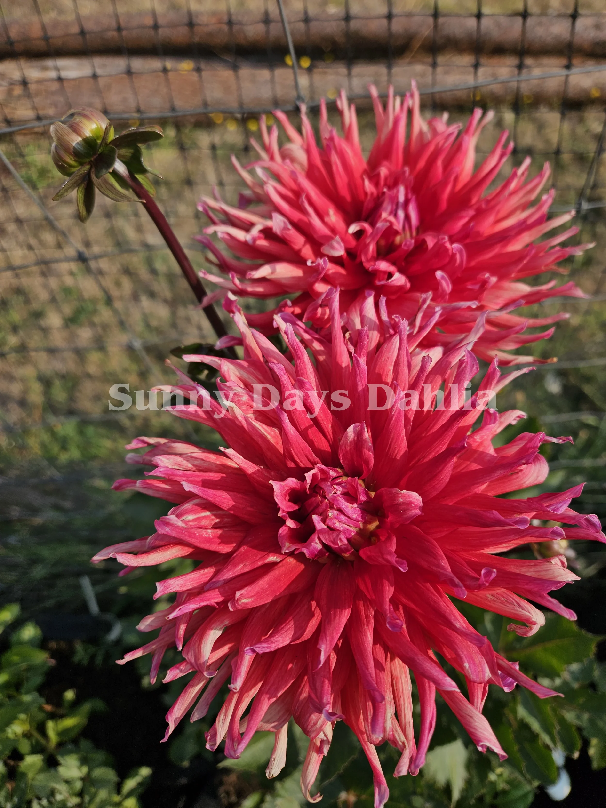 River's Dumpster Fire