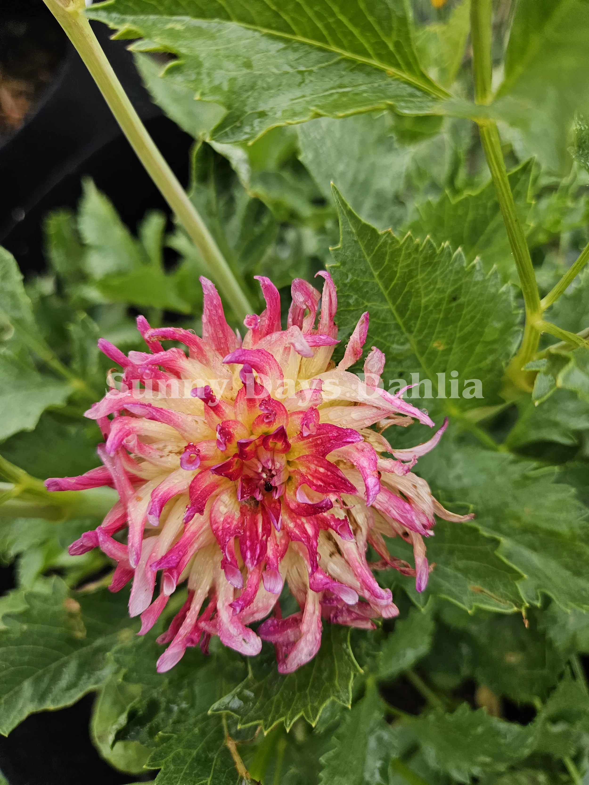 River's Rainbow.webp