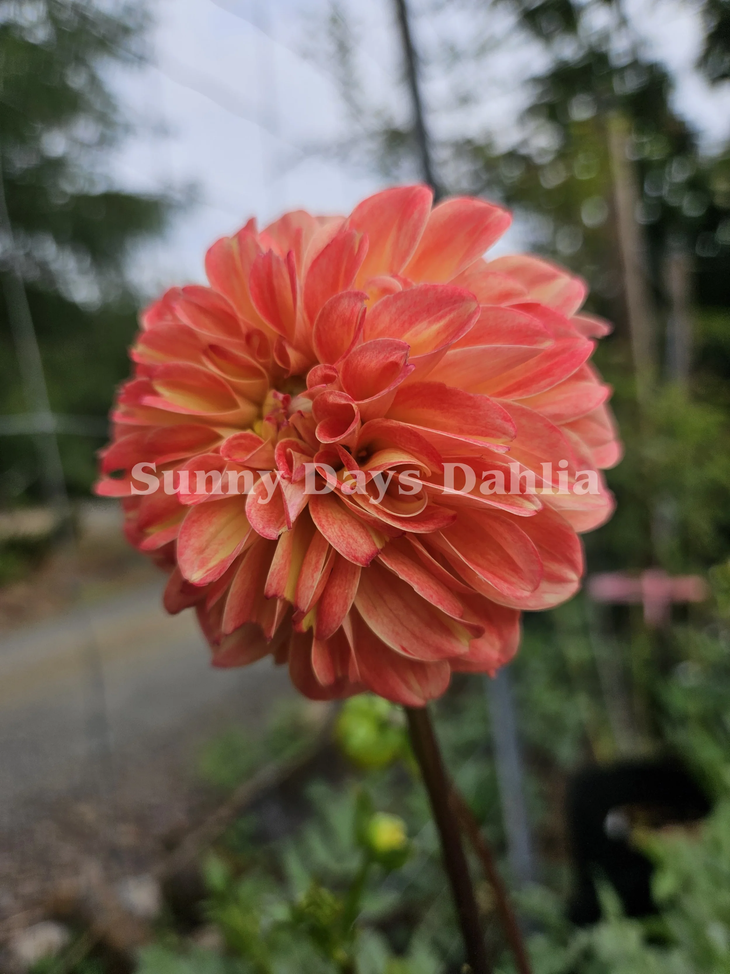 Bloomquist Lighthearted