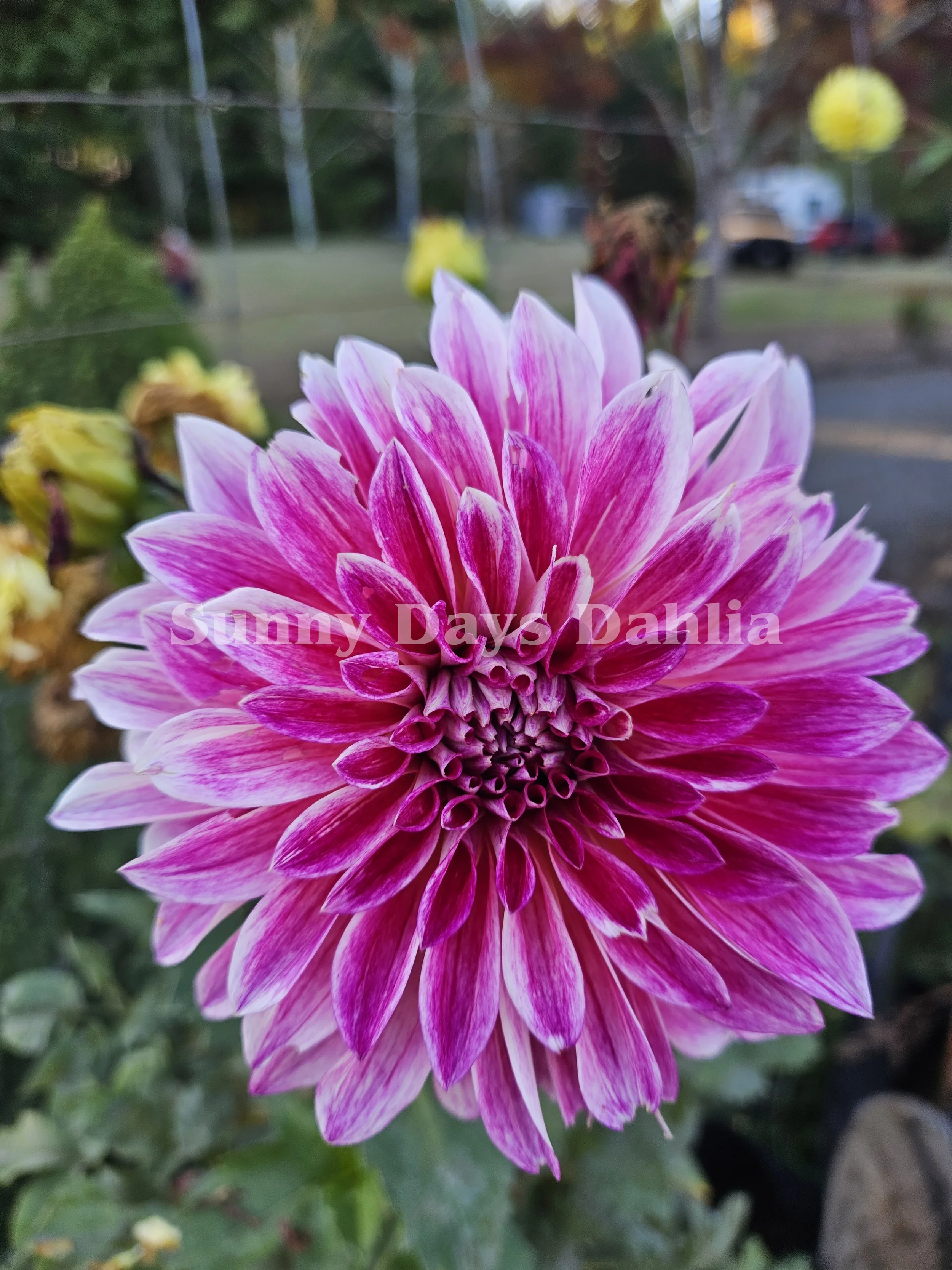 Bradley Aaron (3).webp