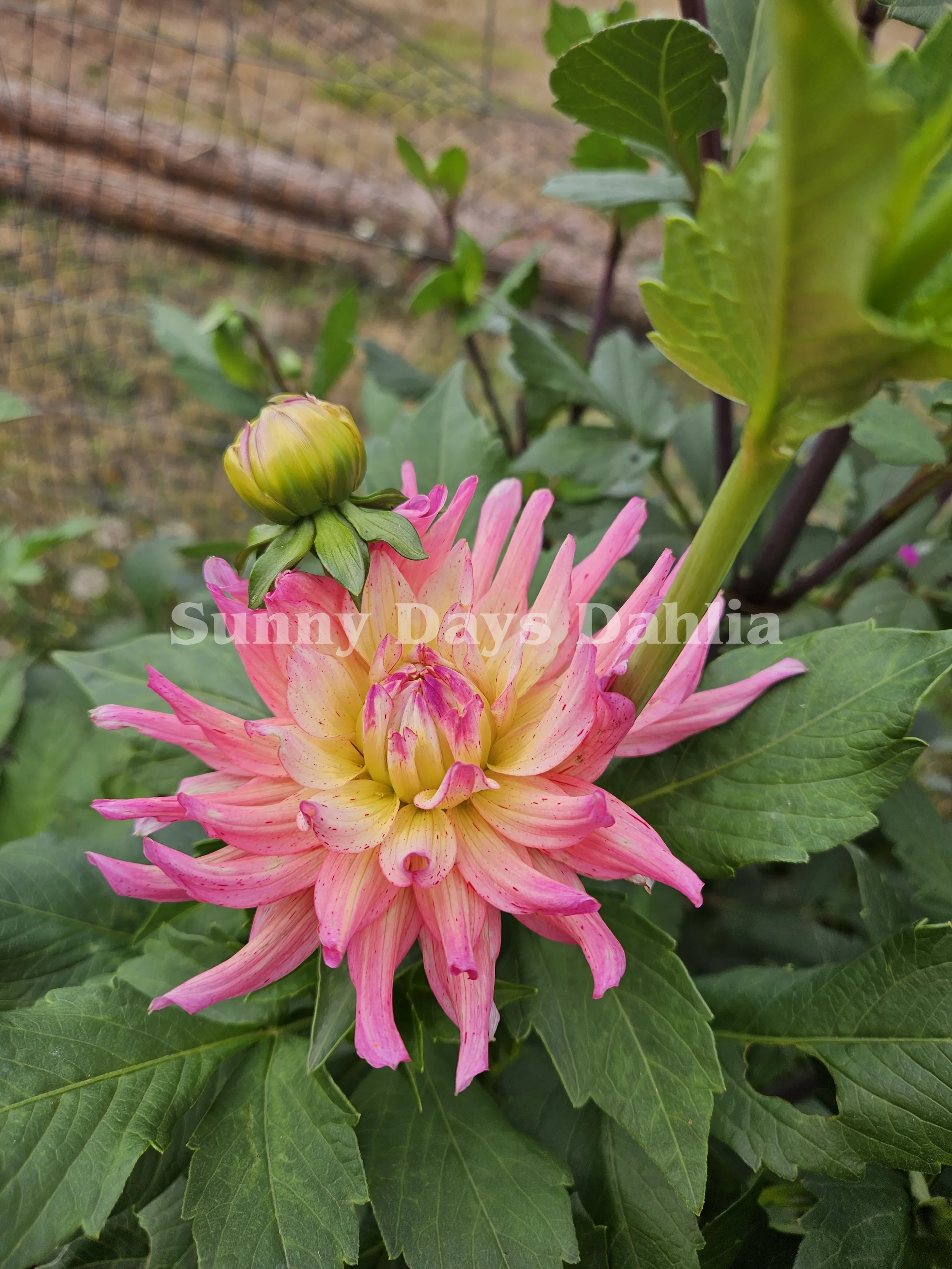 River's Meekah 2 (2).webp