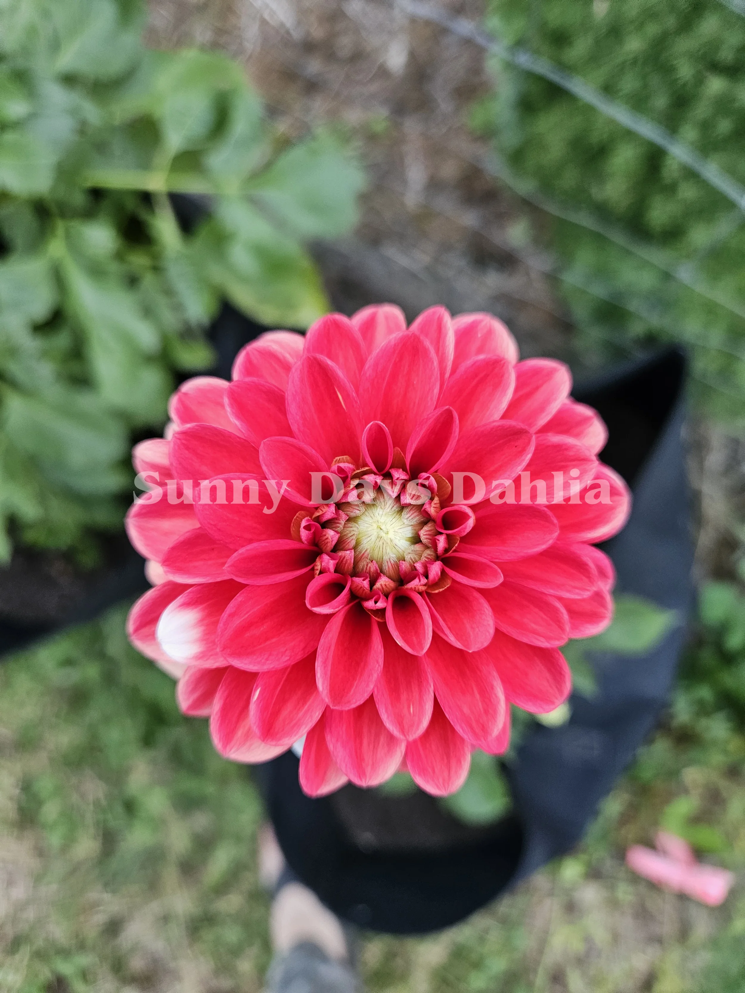 Striped Nagano (2).webp