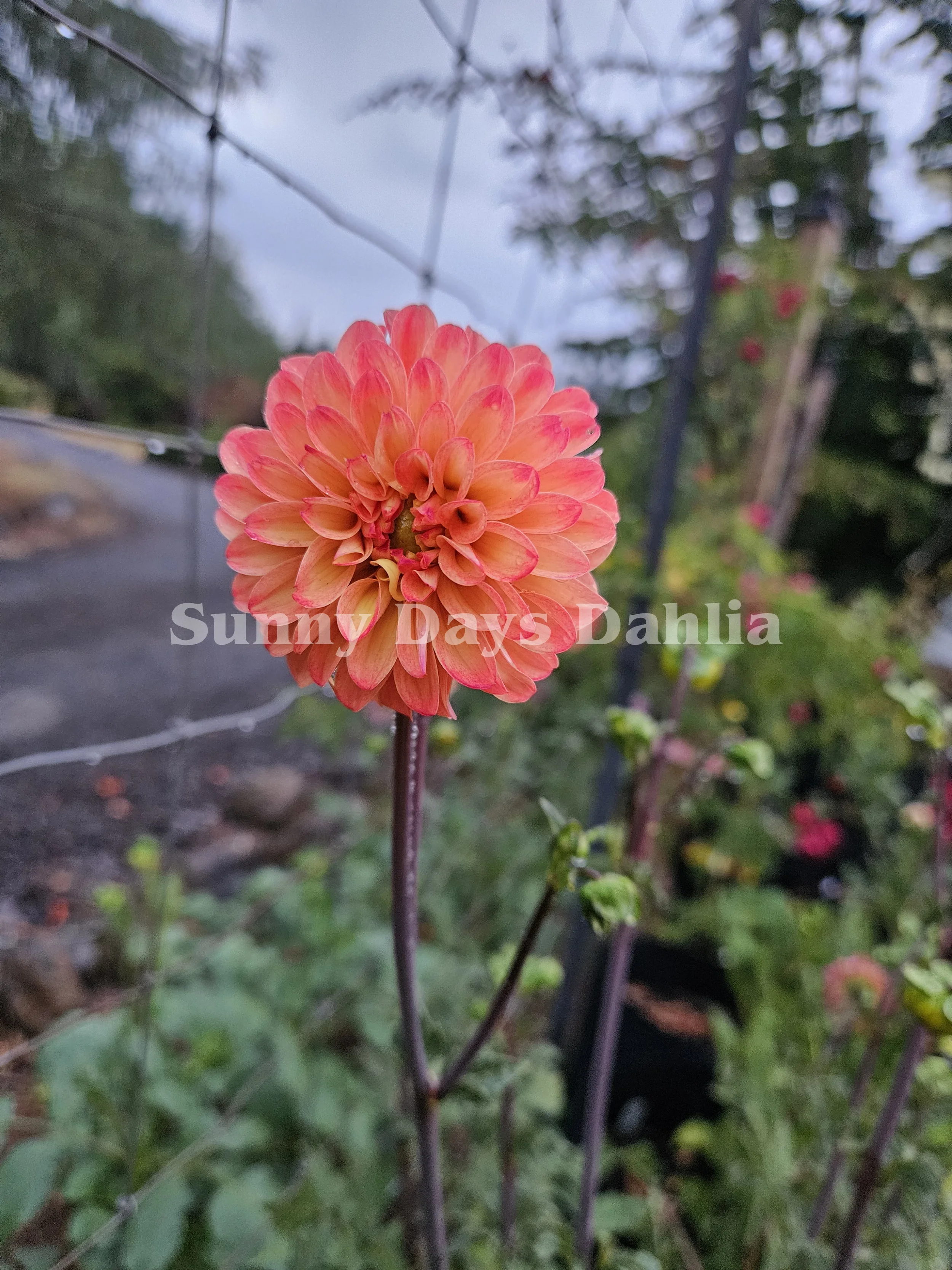 BQ Lighthearted 5.webp