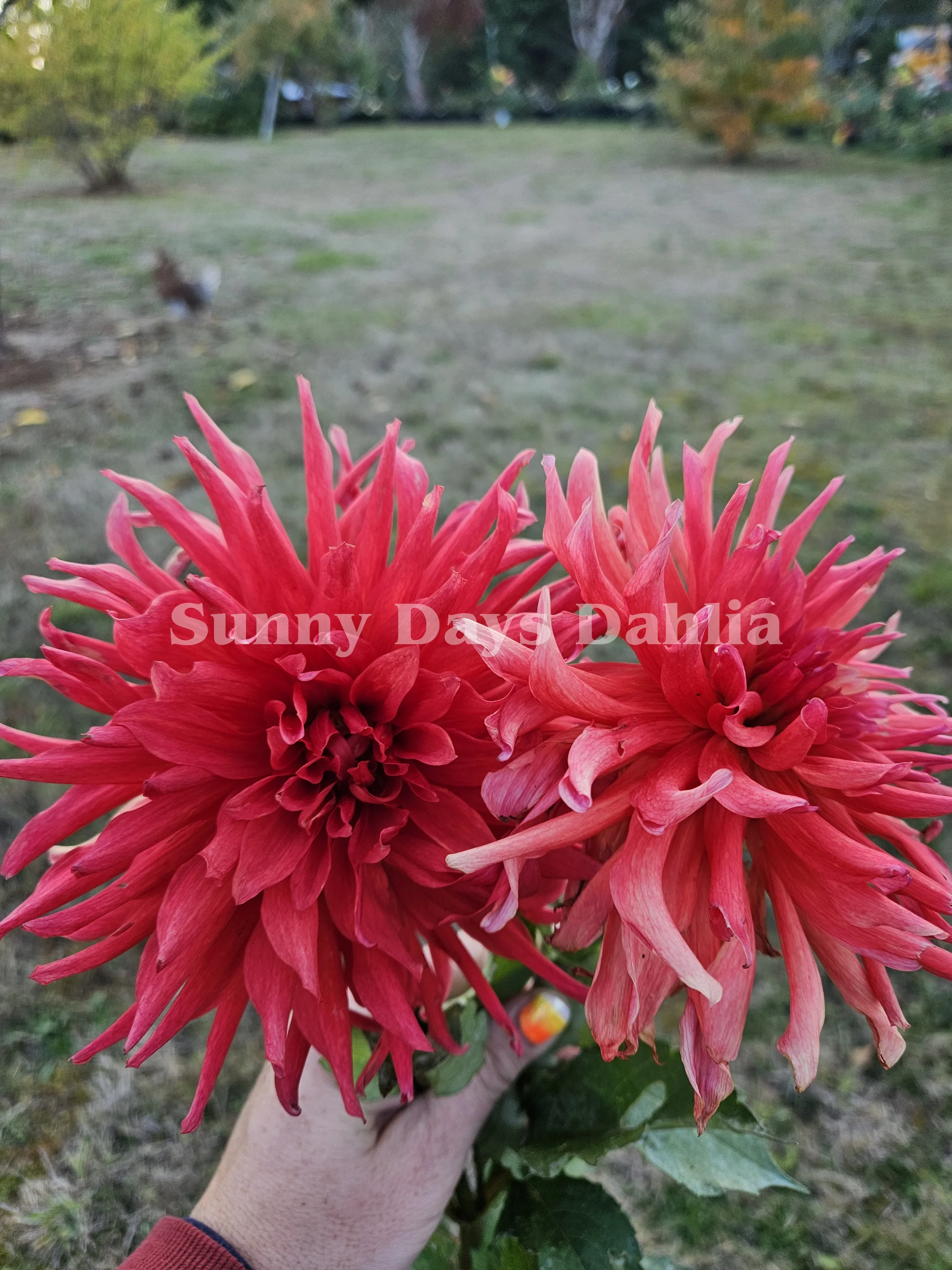 Dumpster Fire (2).webp