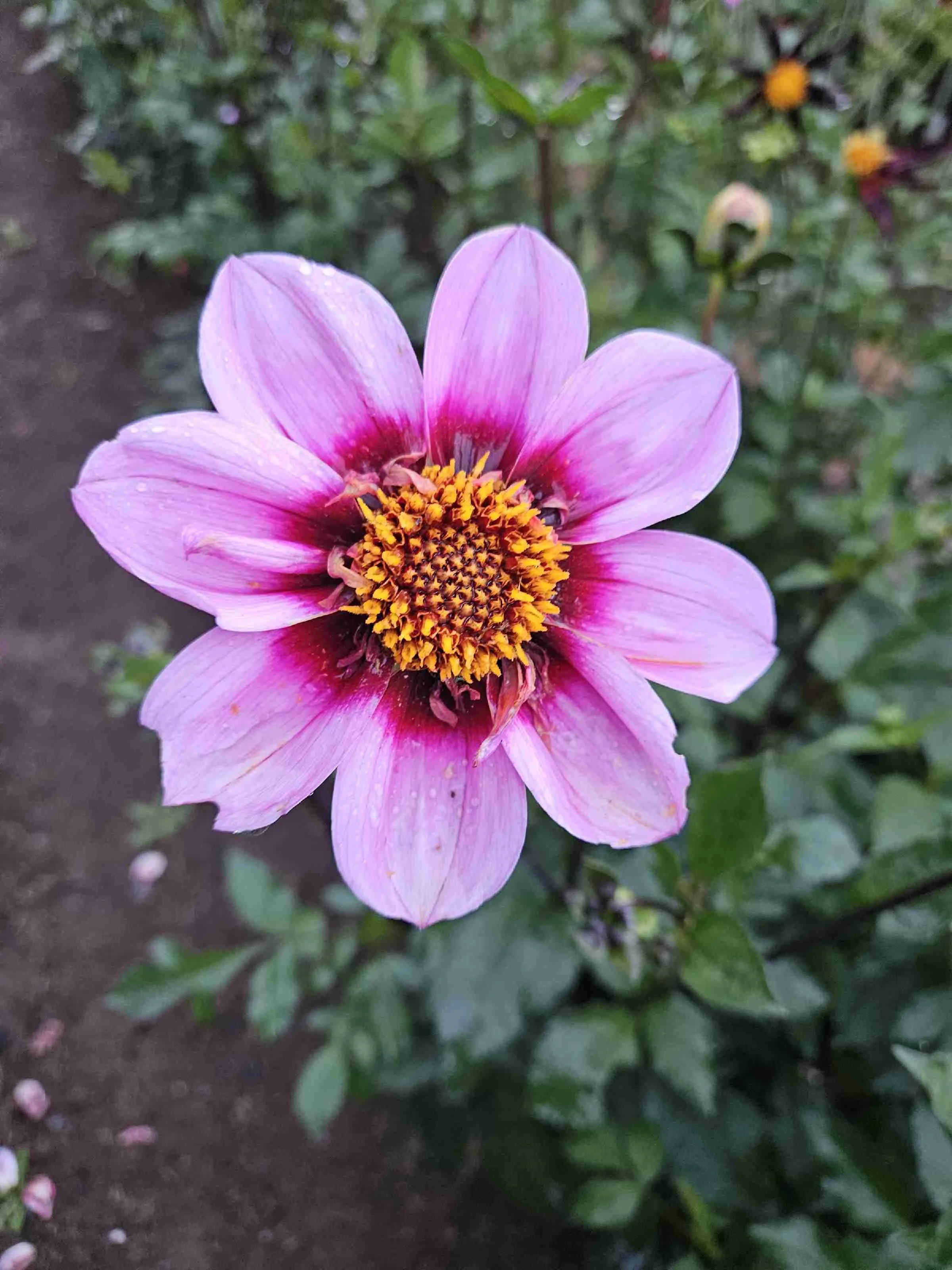 Bee Happy