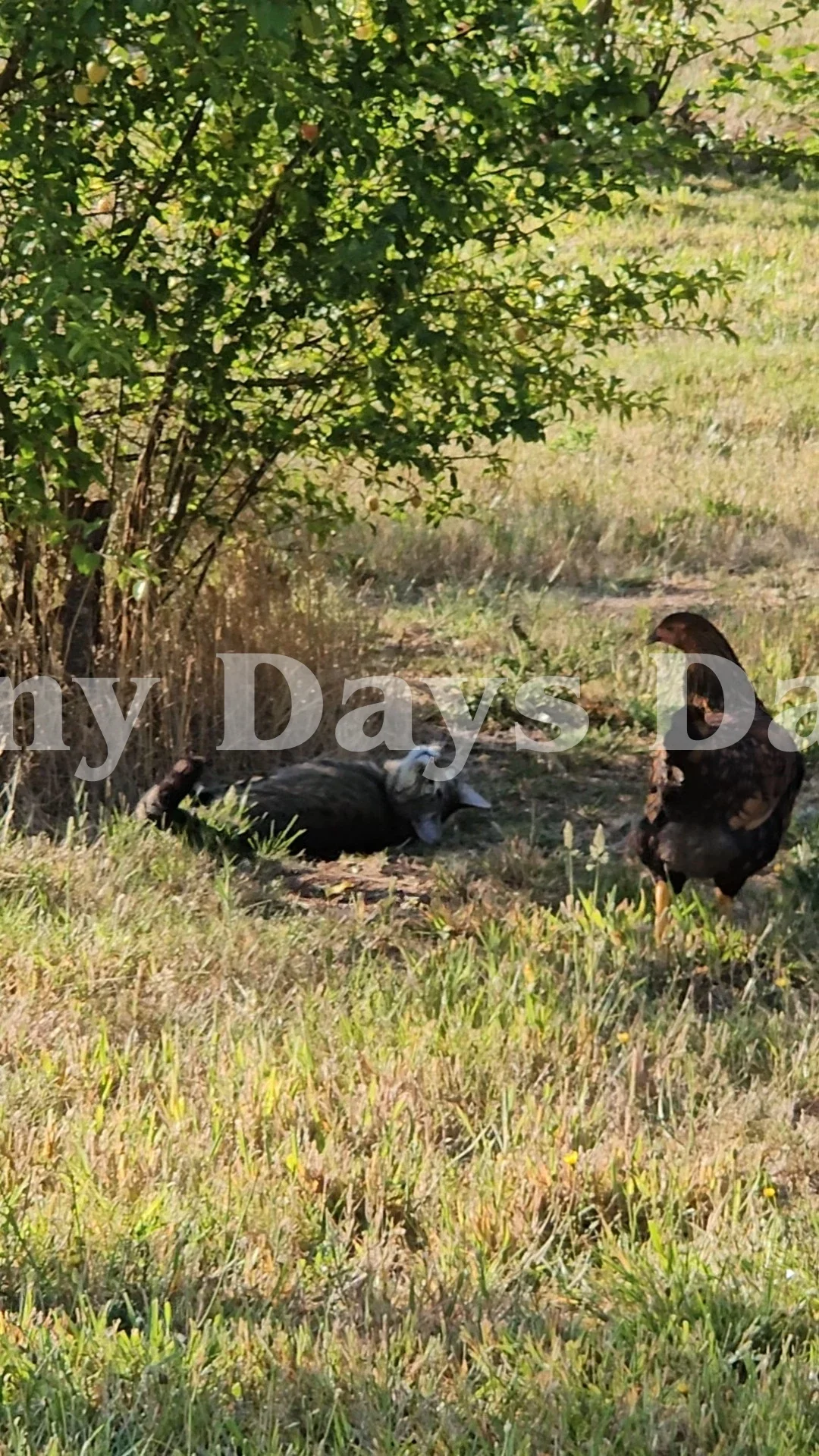 Bantling or Burlesca