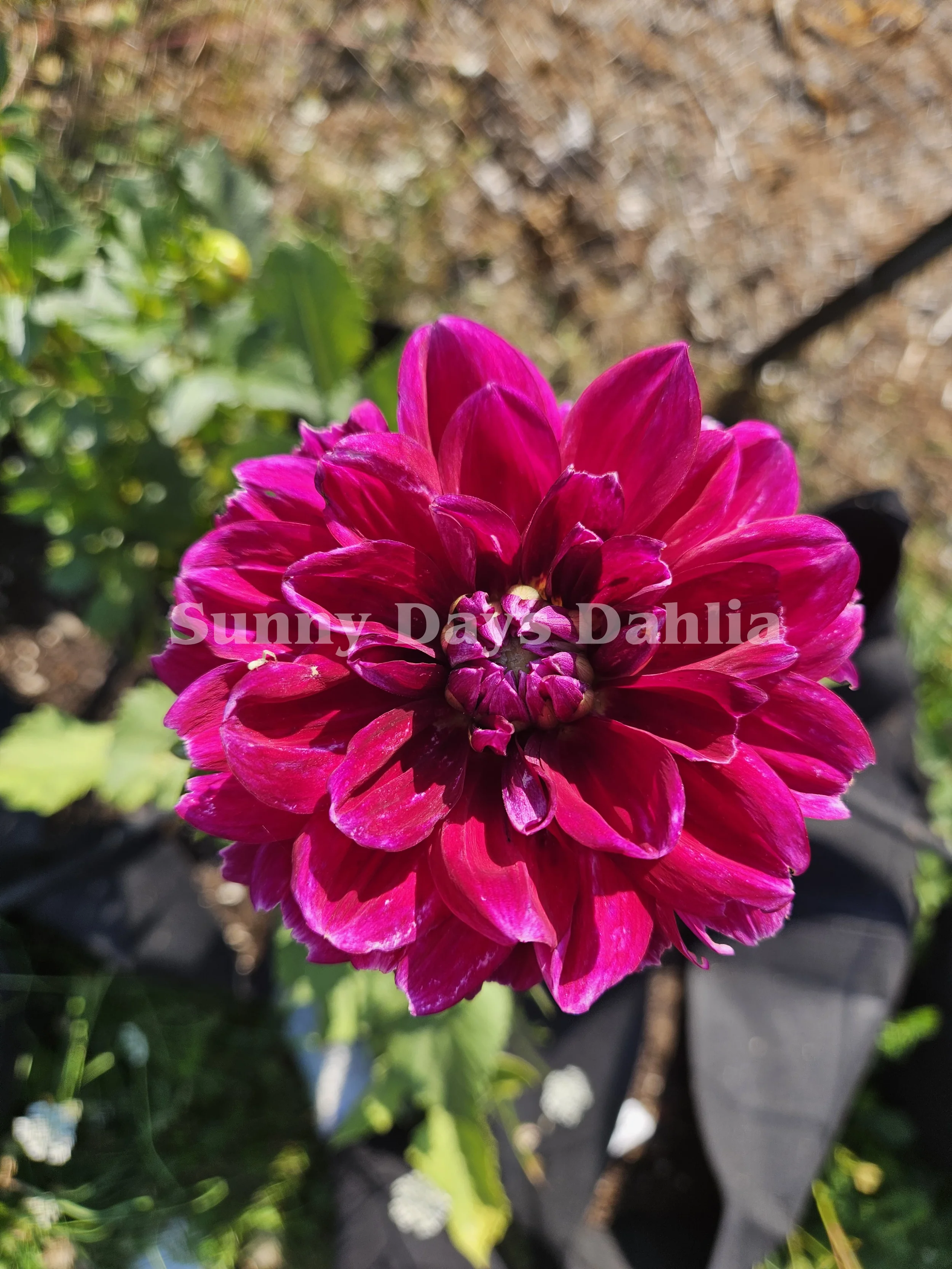 Boogie Nights or Princess Elizabeth