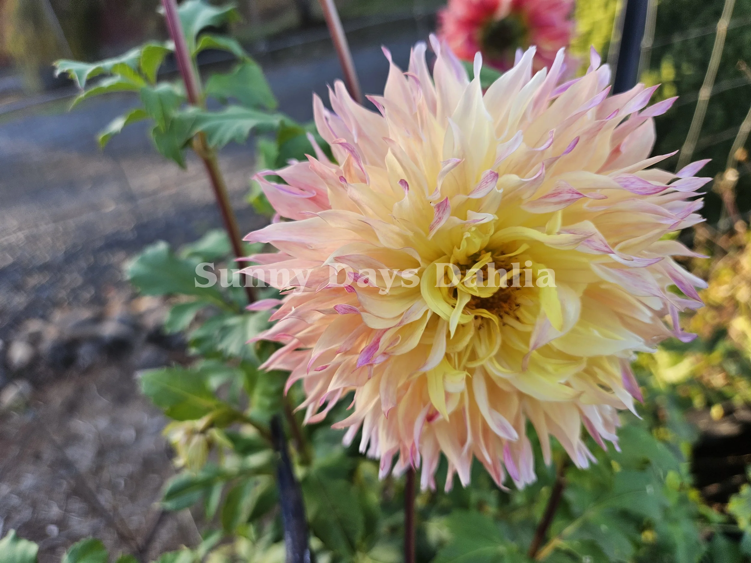 Myrtles Folly late season.webp