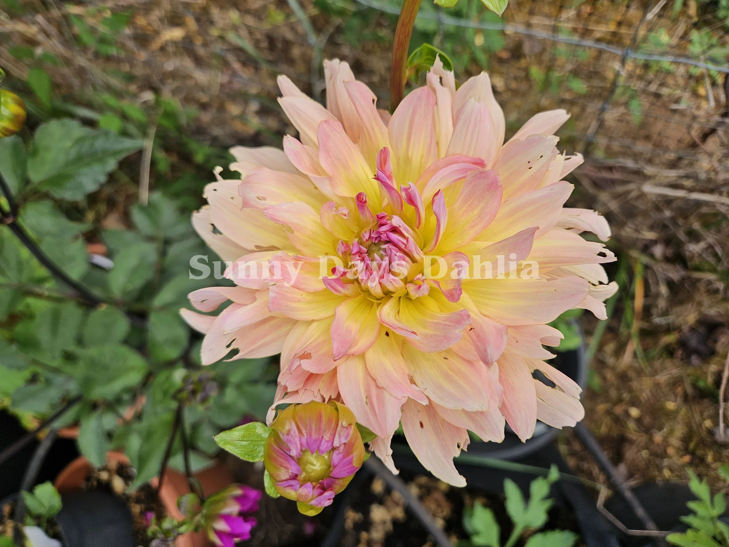 Dream Catcher 3.webp