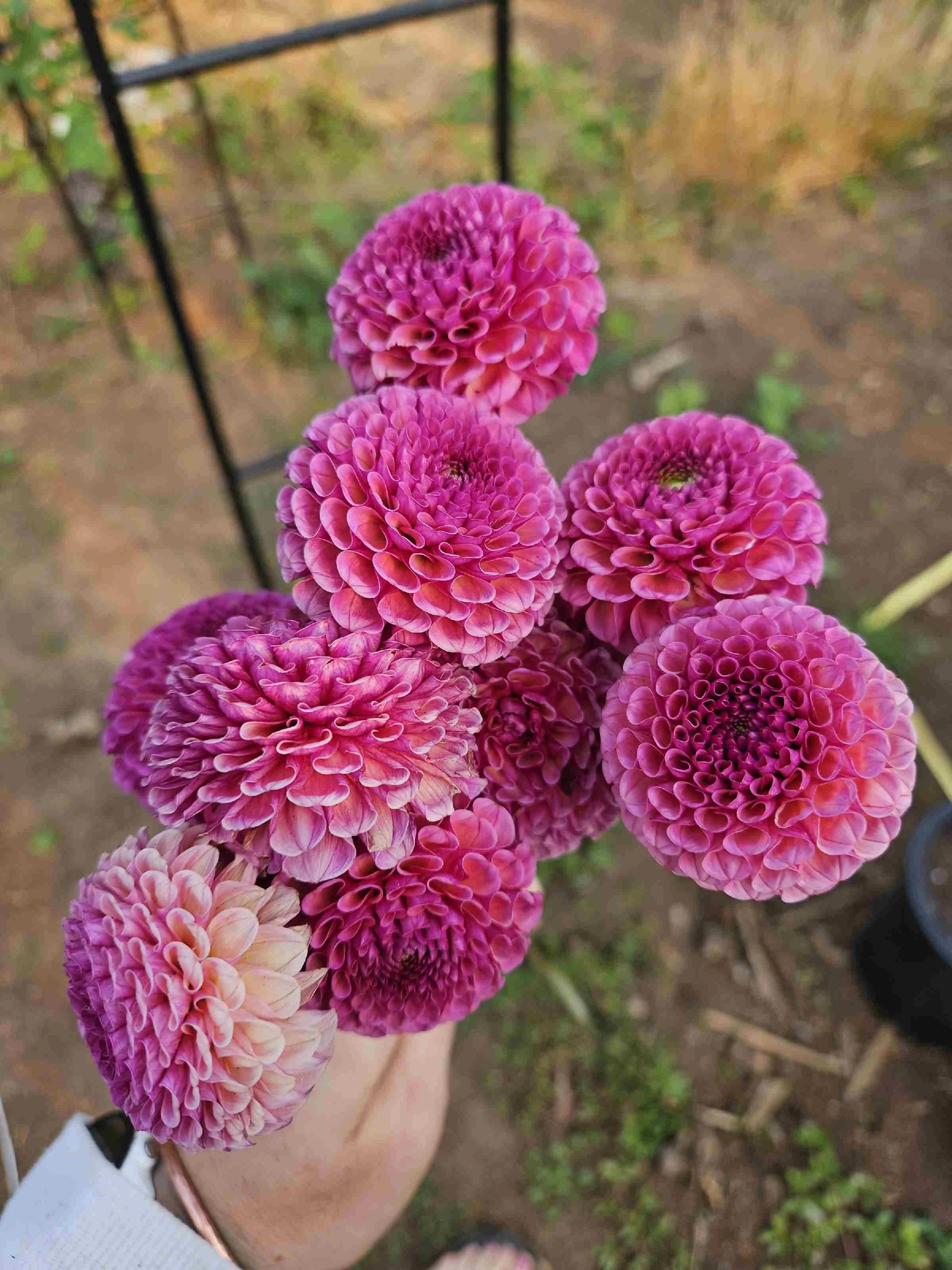 Koko Puff (3).jpg