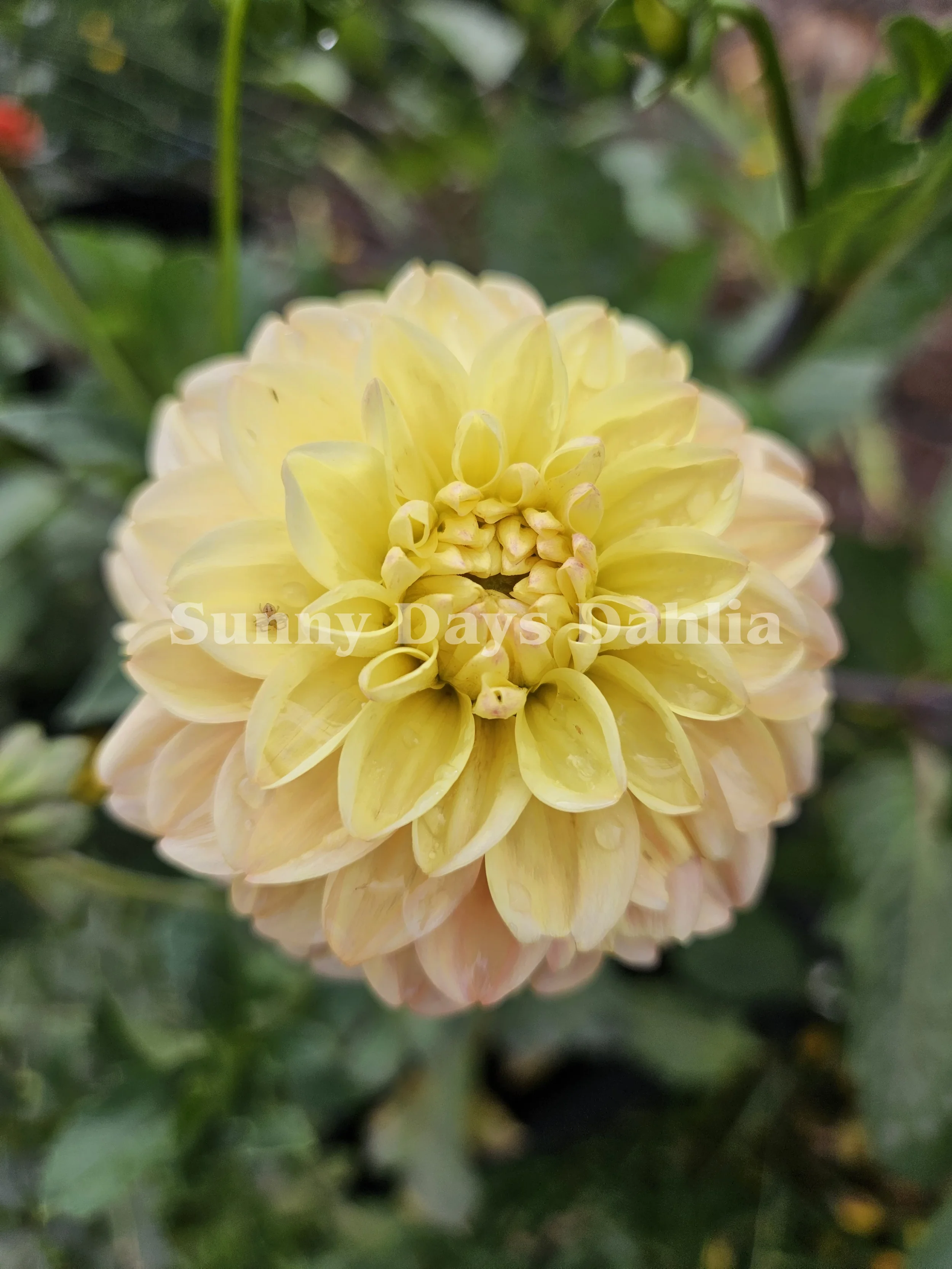 French Doll (2).webp