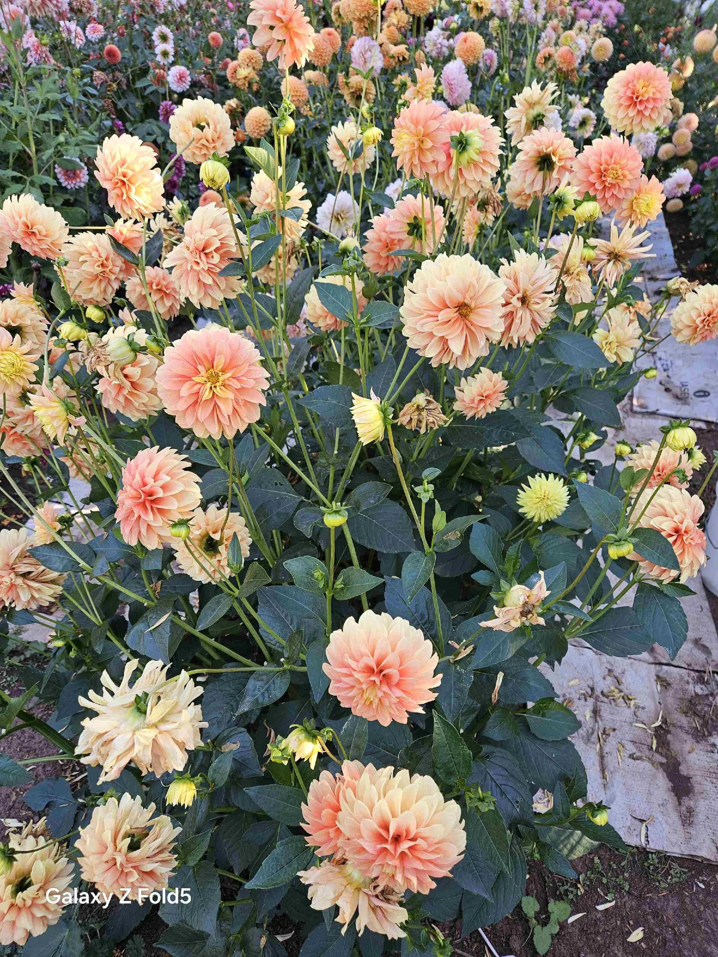 20th Ave Softer Peach