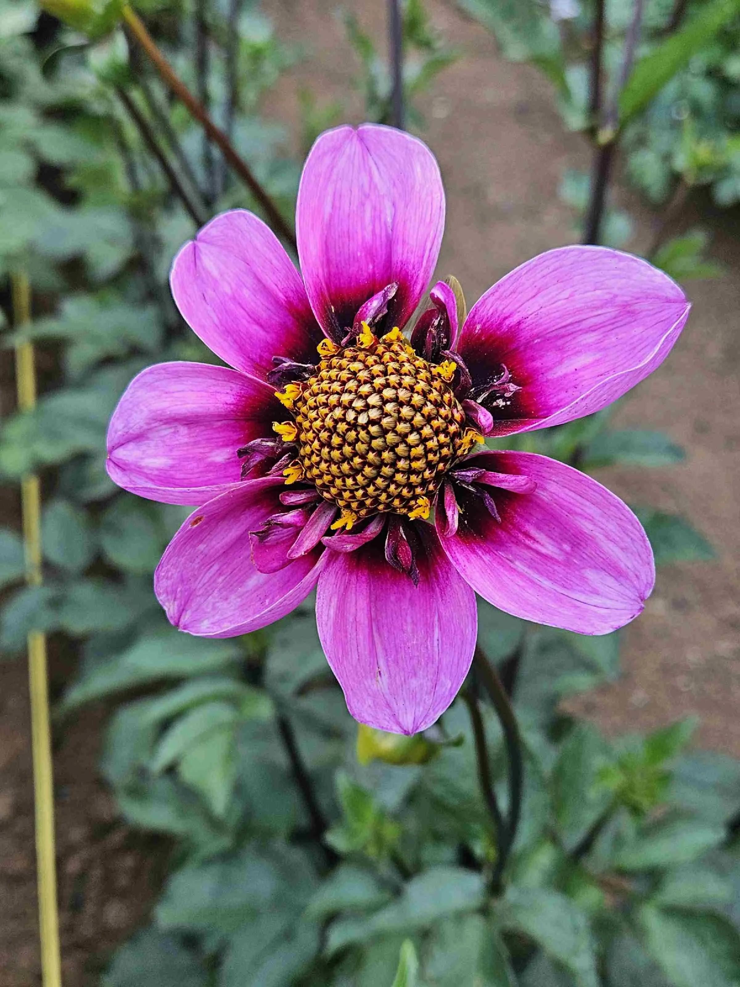 Bee Happy.jpg