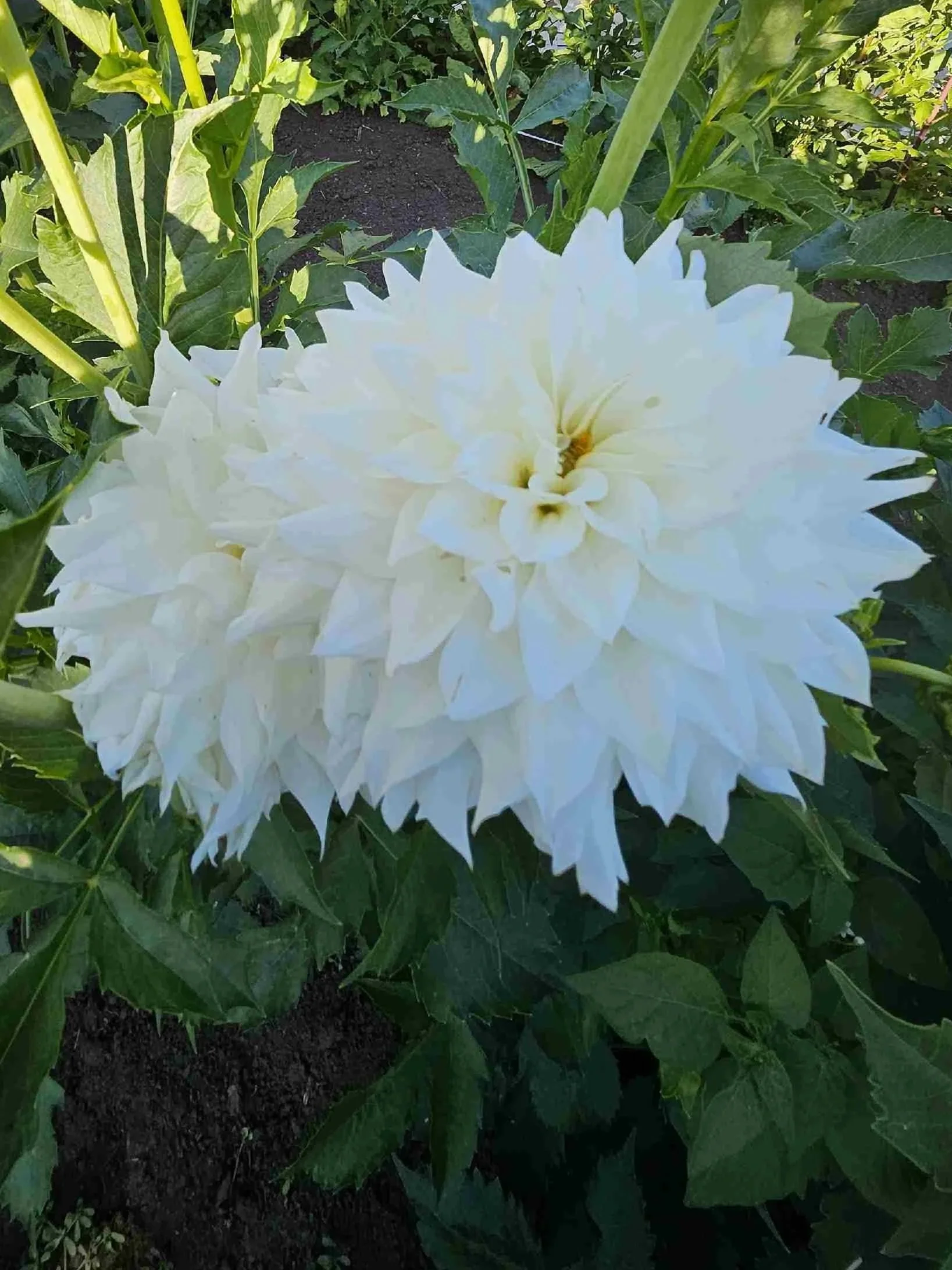 Beaucon+White+%282%29.jpg