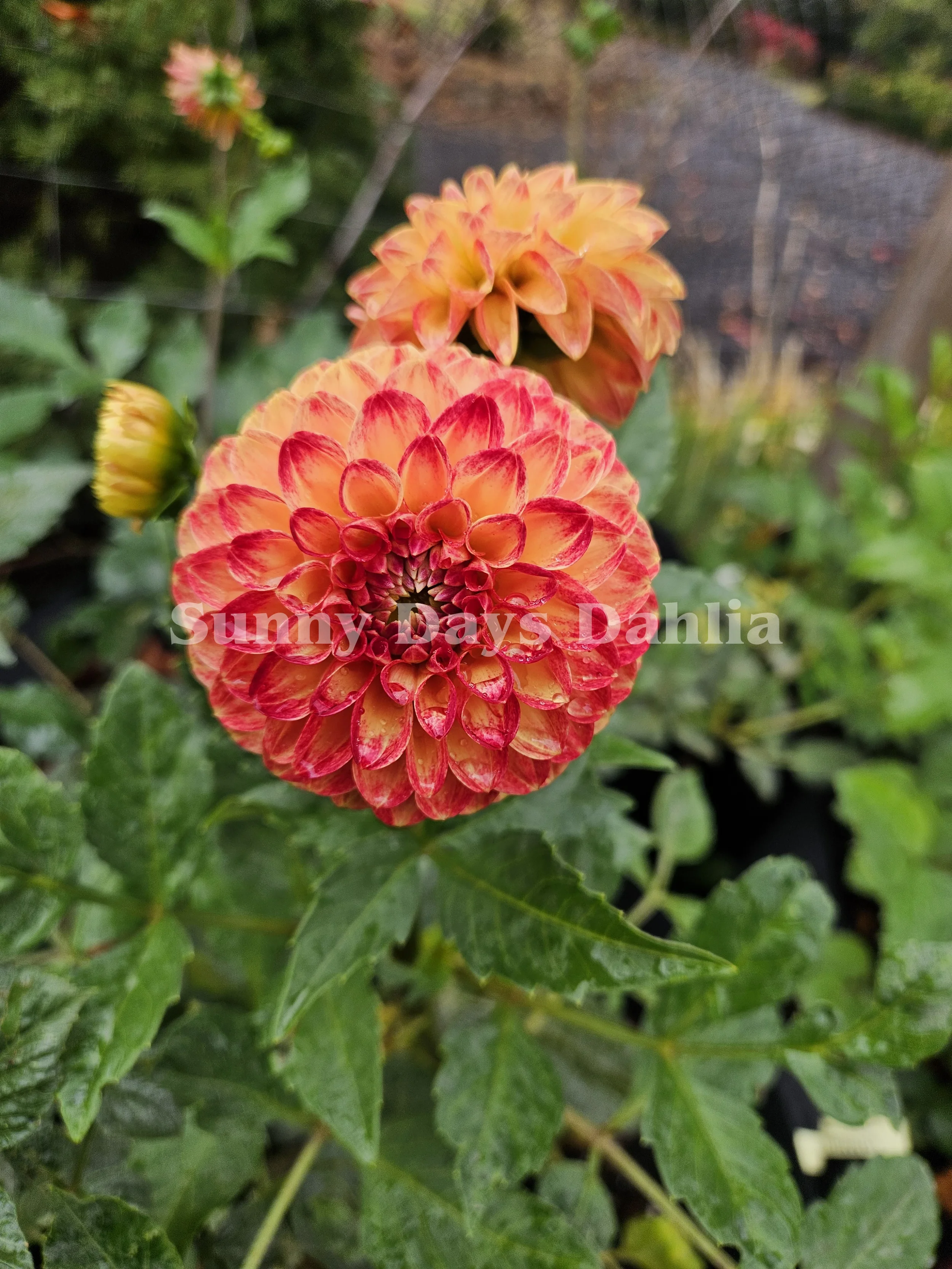 Tahoma Vivian 2.webp