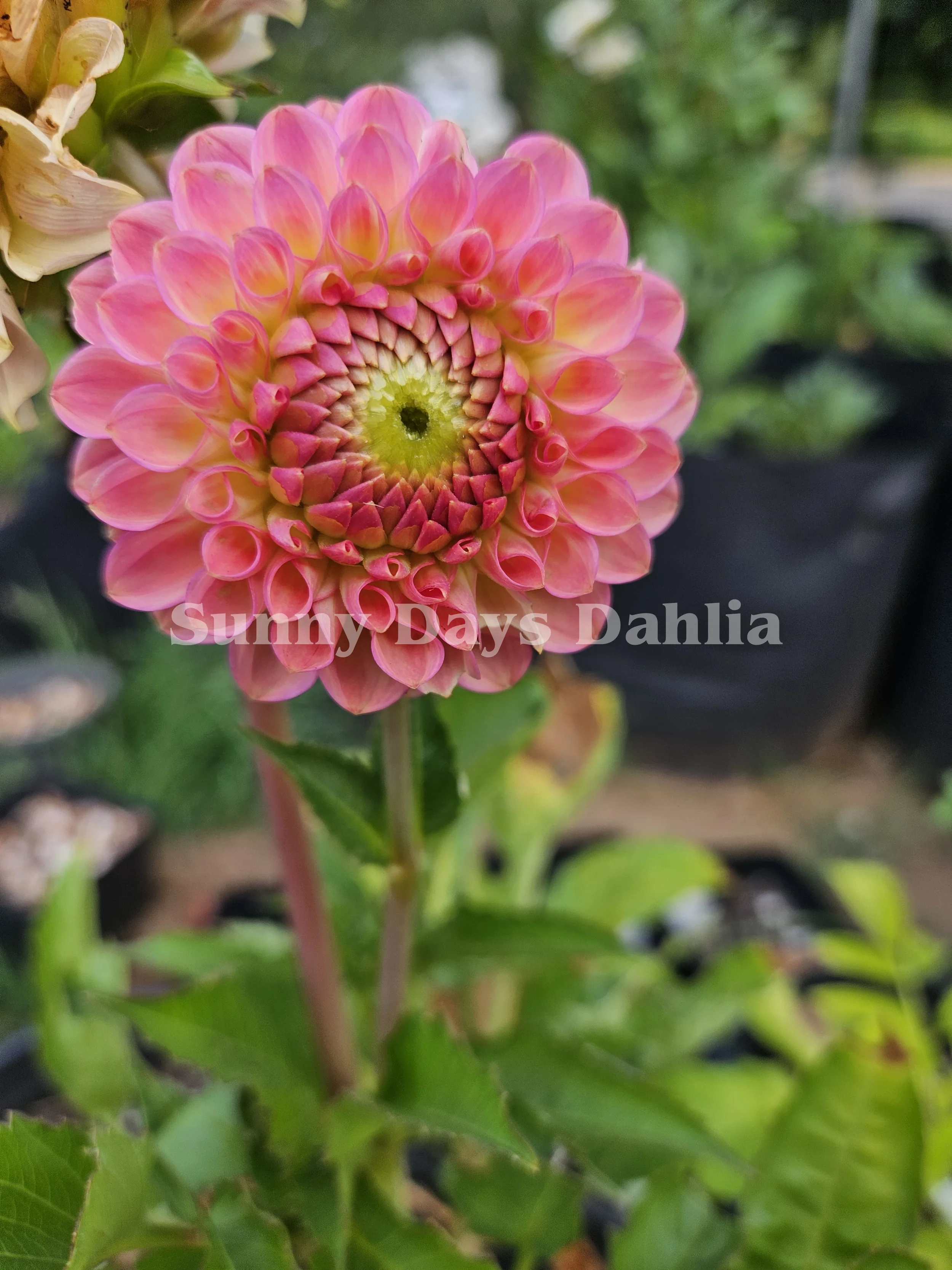 20th Ave Softer Peach (2).webp