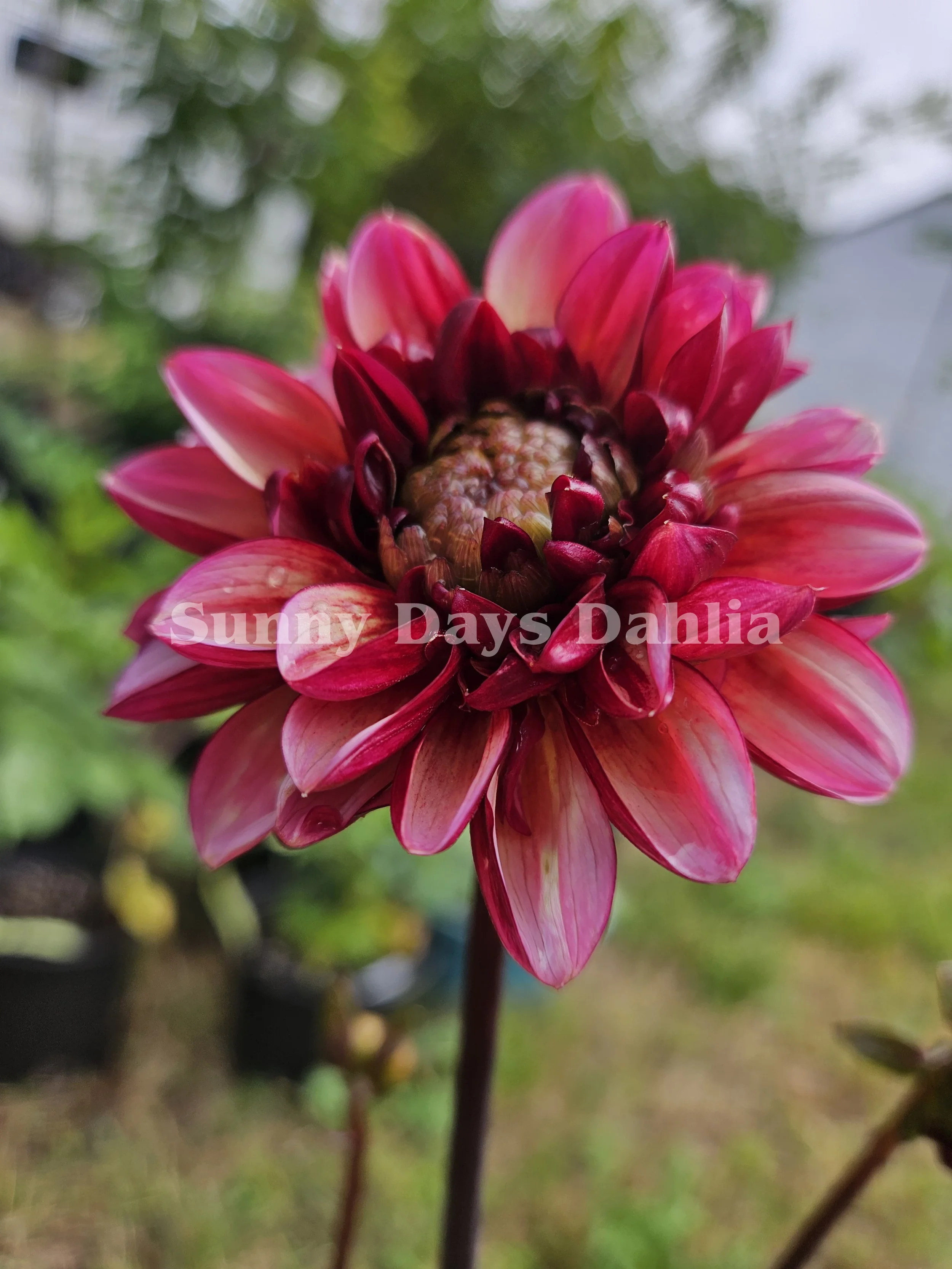 Senior's Hope 2.webp