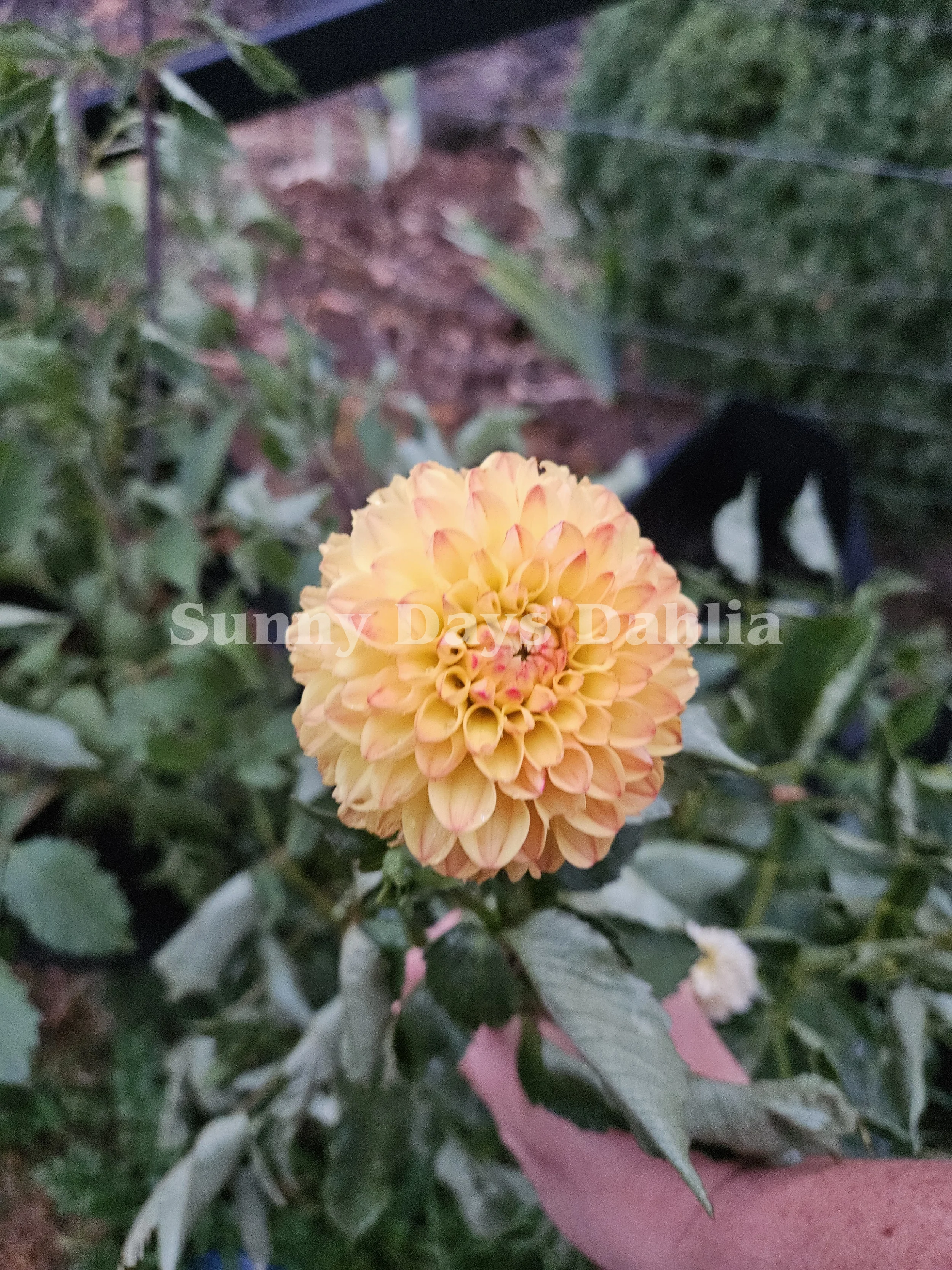 Jowey Chantal 3.webp