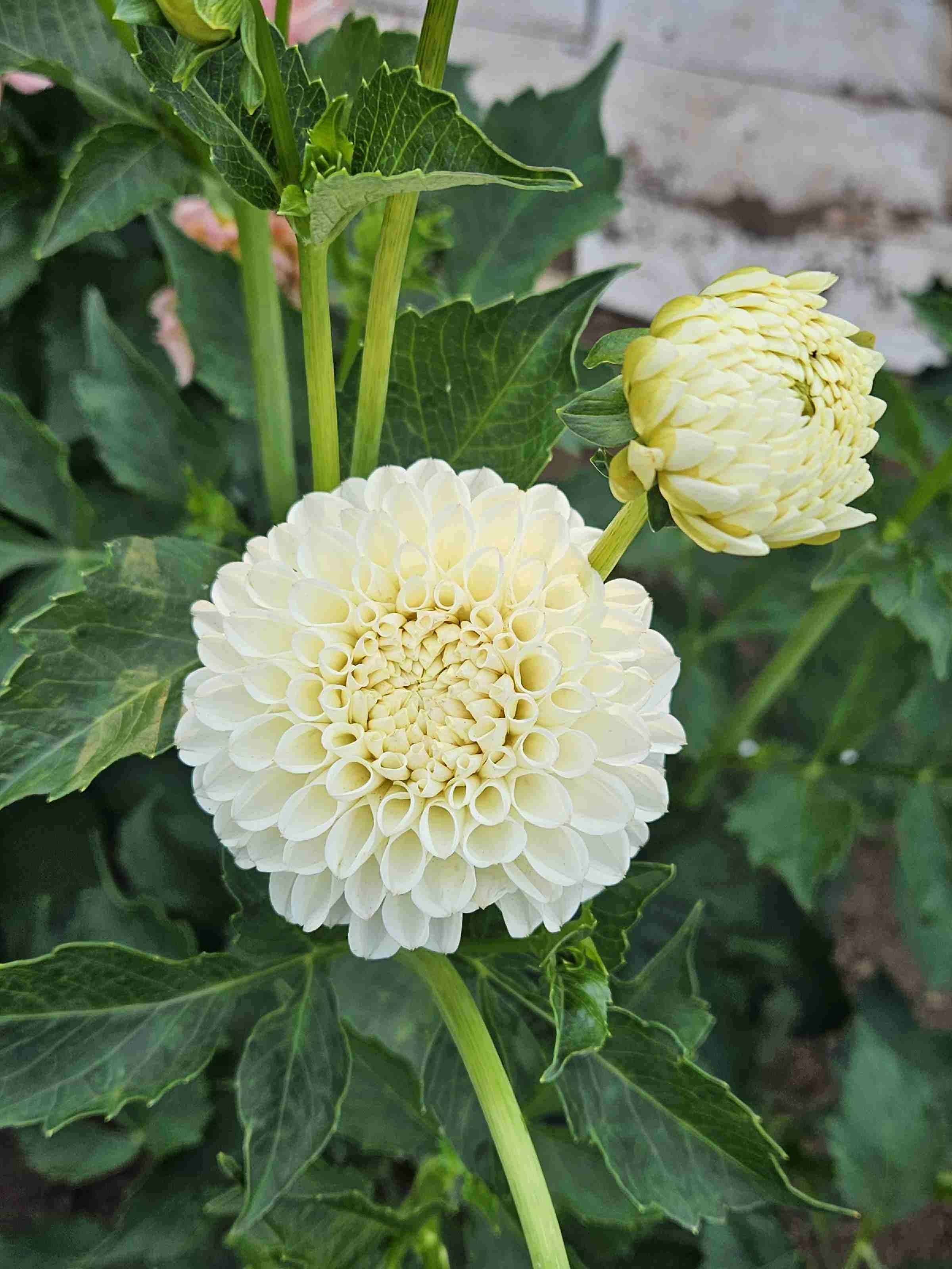 White Nettie.jpg