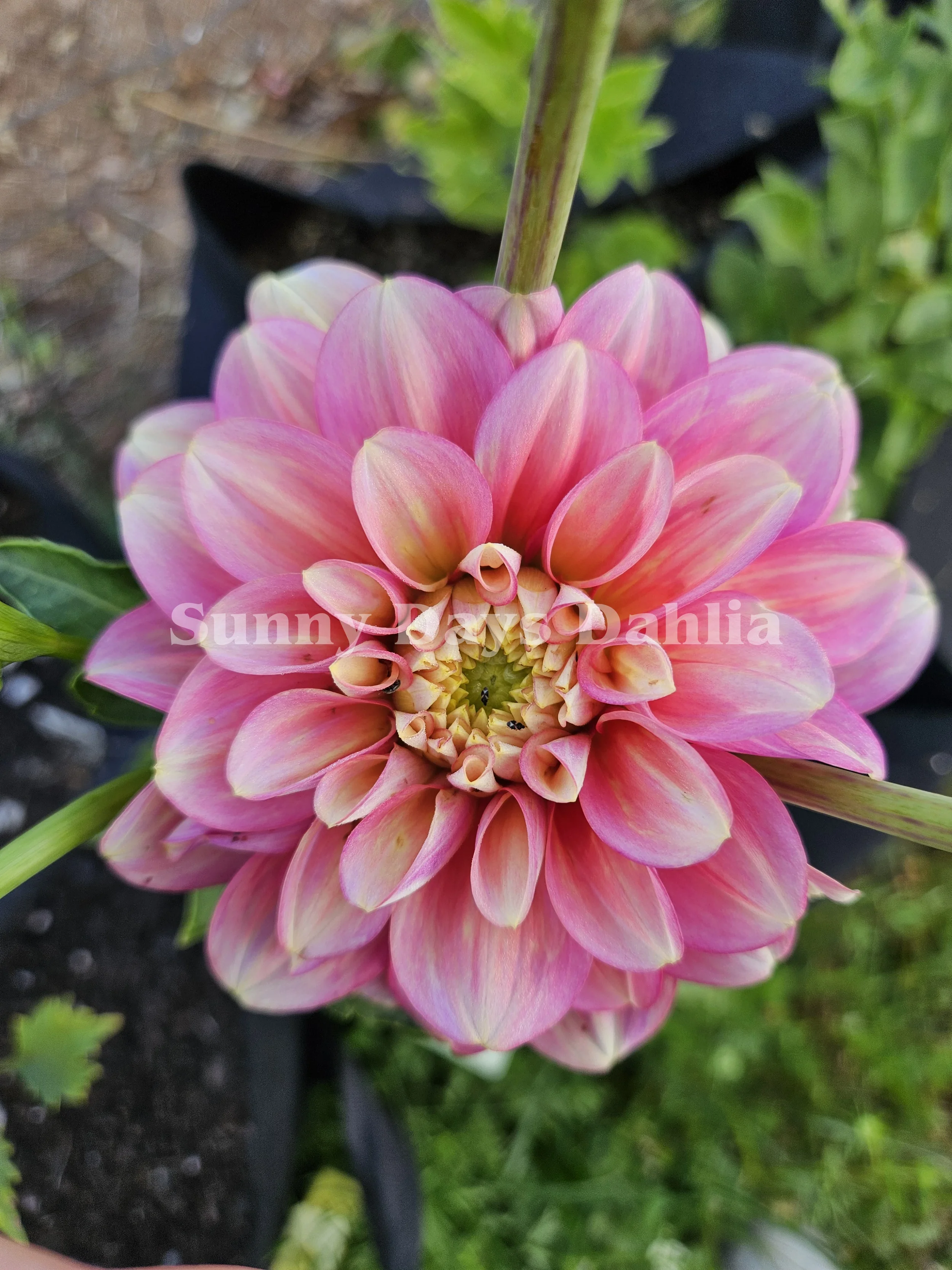 Princess Elizabeth.webp