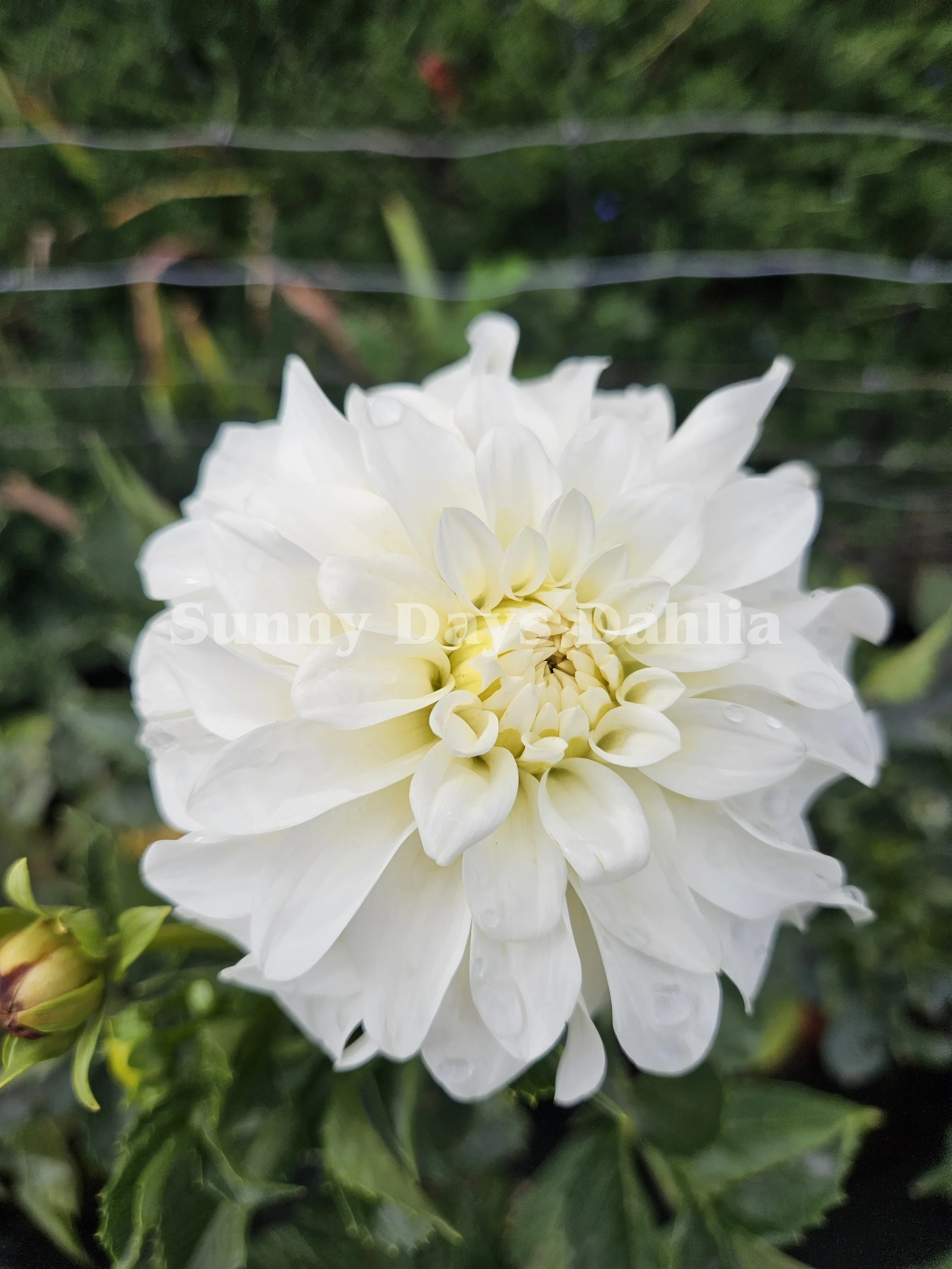 Beaucon White 2.webp